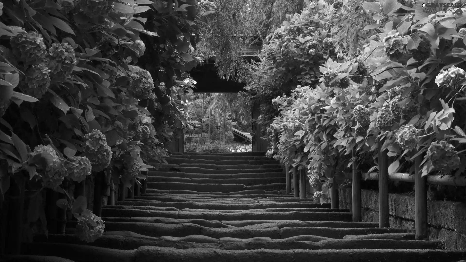 old, Blue, hydrangea, Stairs