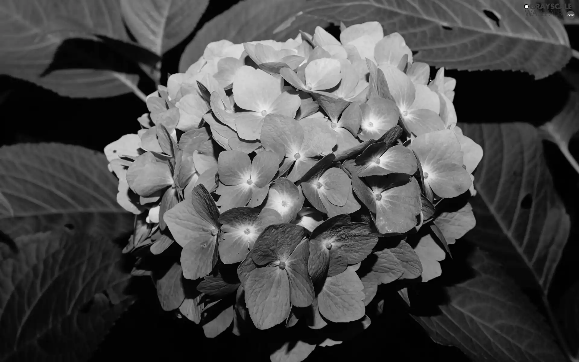 blue, hydrangea, rapprochement, Colourfull Flowers
