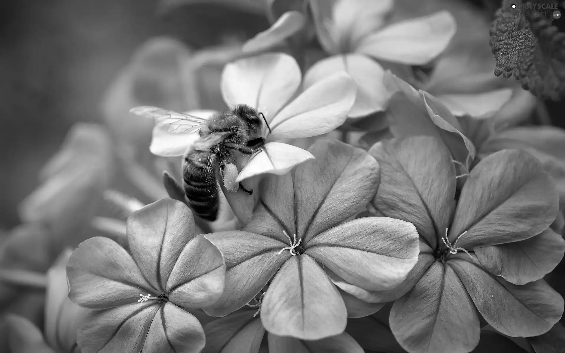 hydrangea, bee, Violet