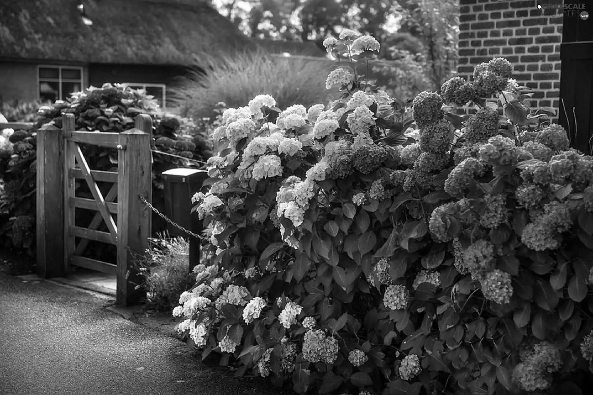 house, color, hydrangeas, Garden