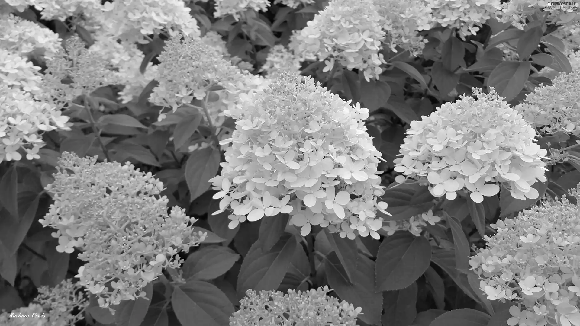 White, hydrangeas