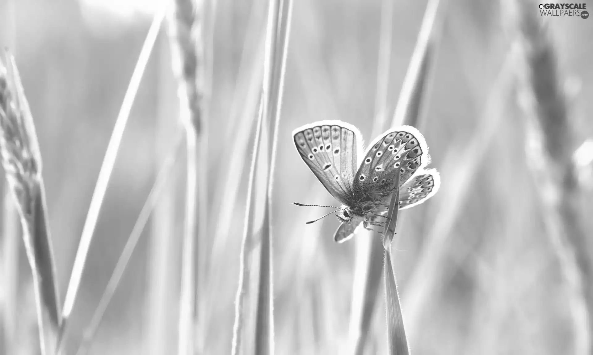 Dusky Icarus, stalk, butterfly, grass