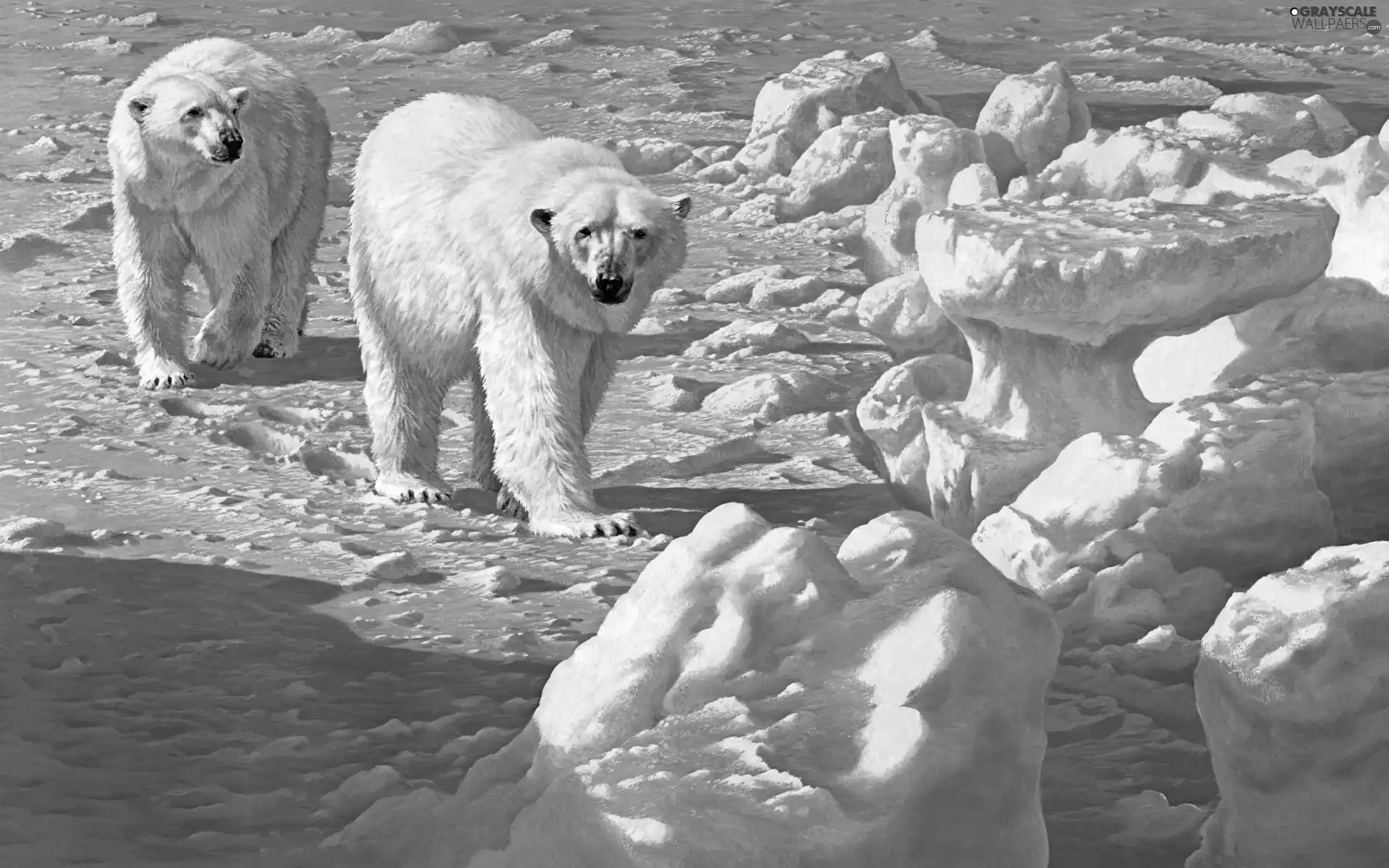 bears, Kry, ice, polar