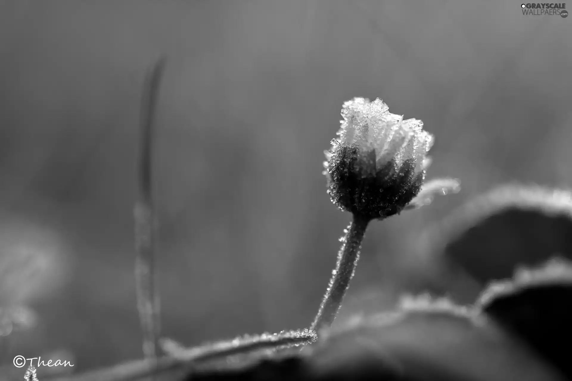 frozen, crystals, ice, daisy