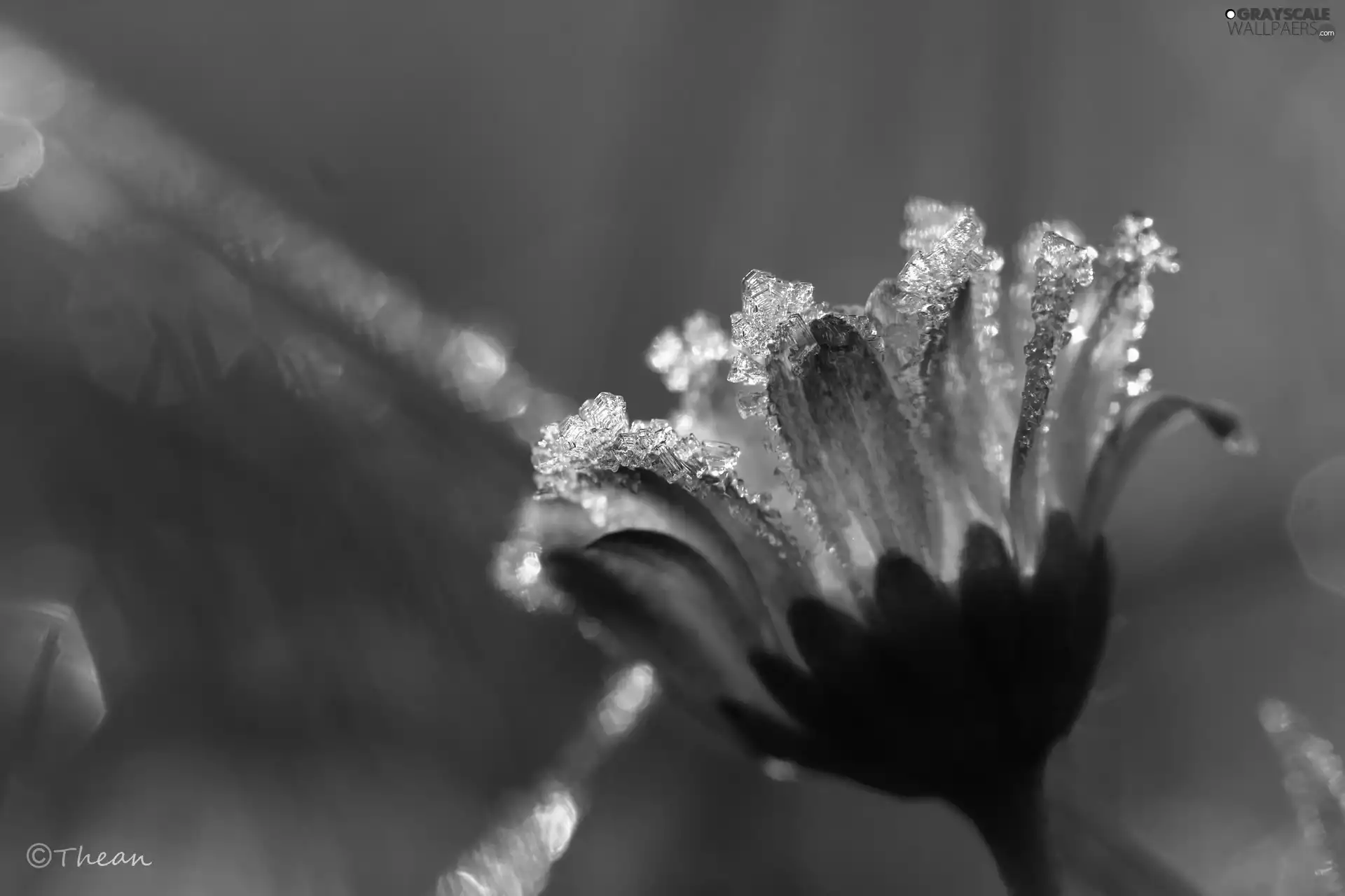 frozen, crystals, ice, daisy