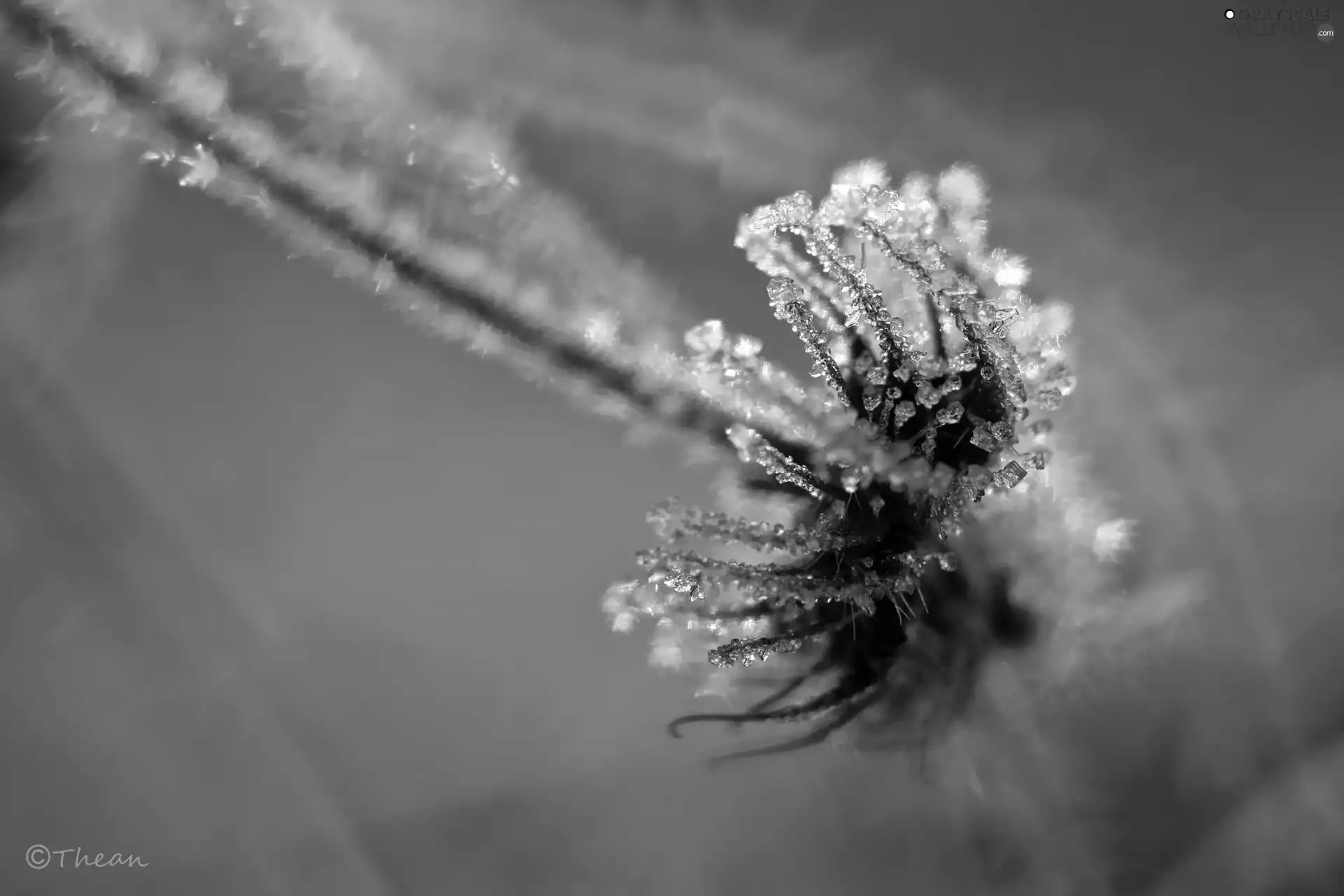 frozen, crystals, ice, plant