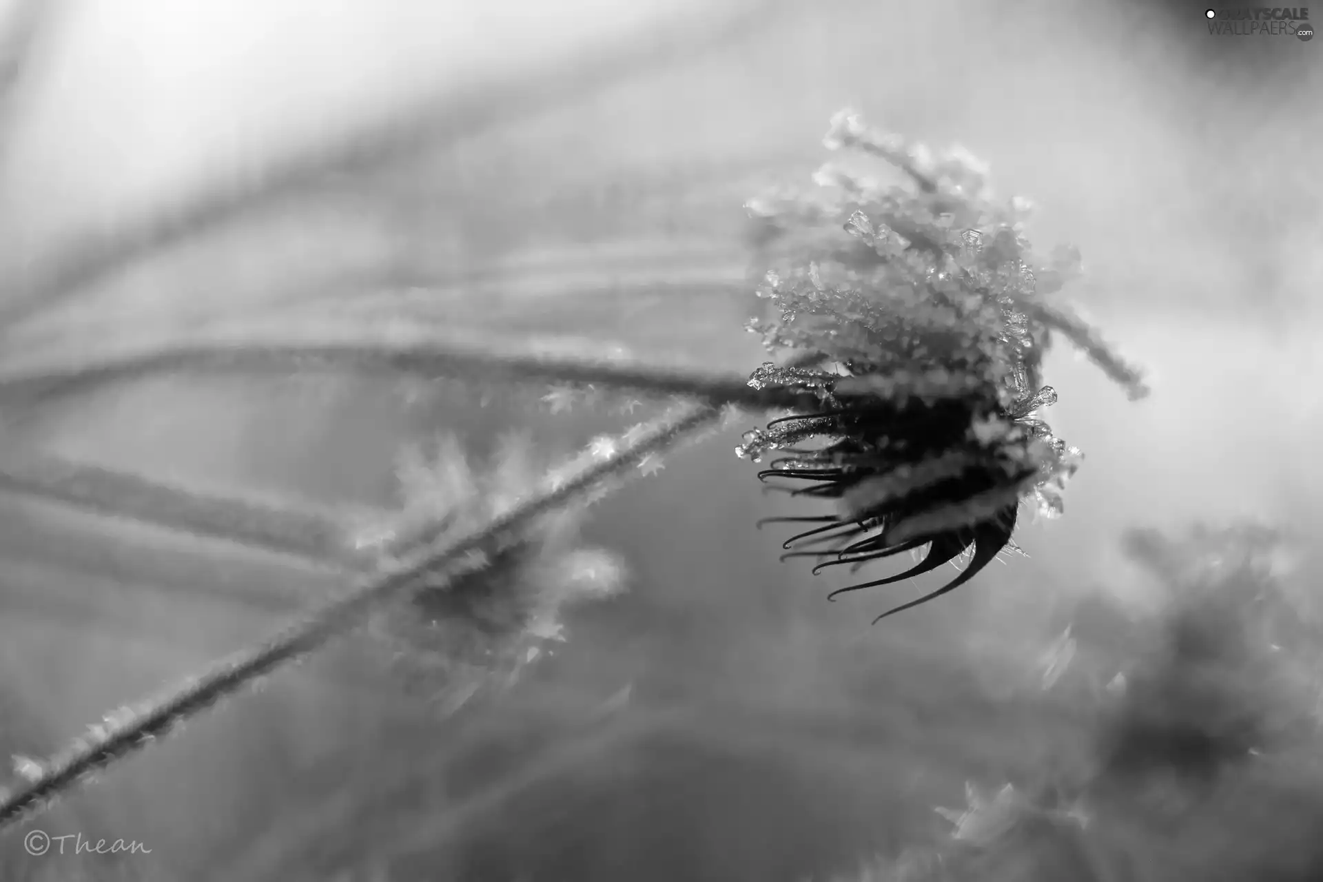 frozen, crystals, ice, plant