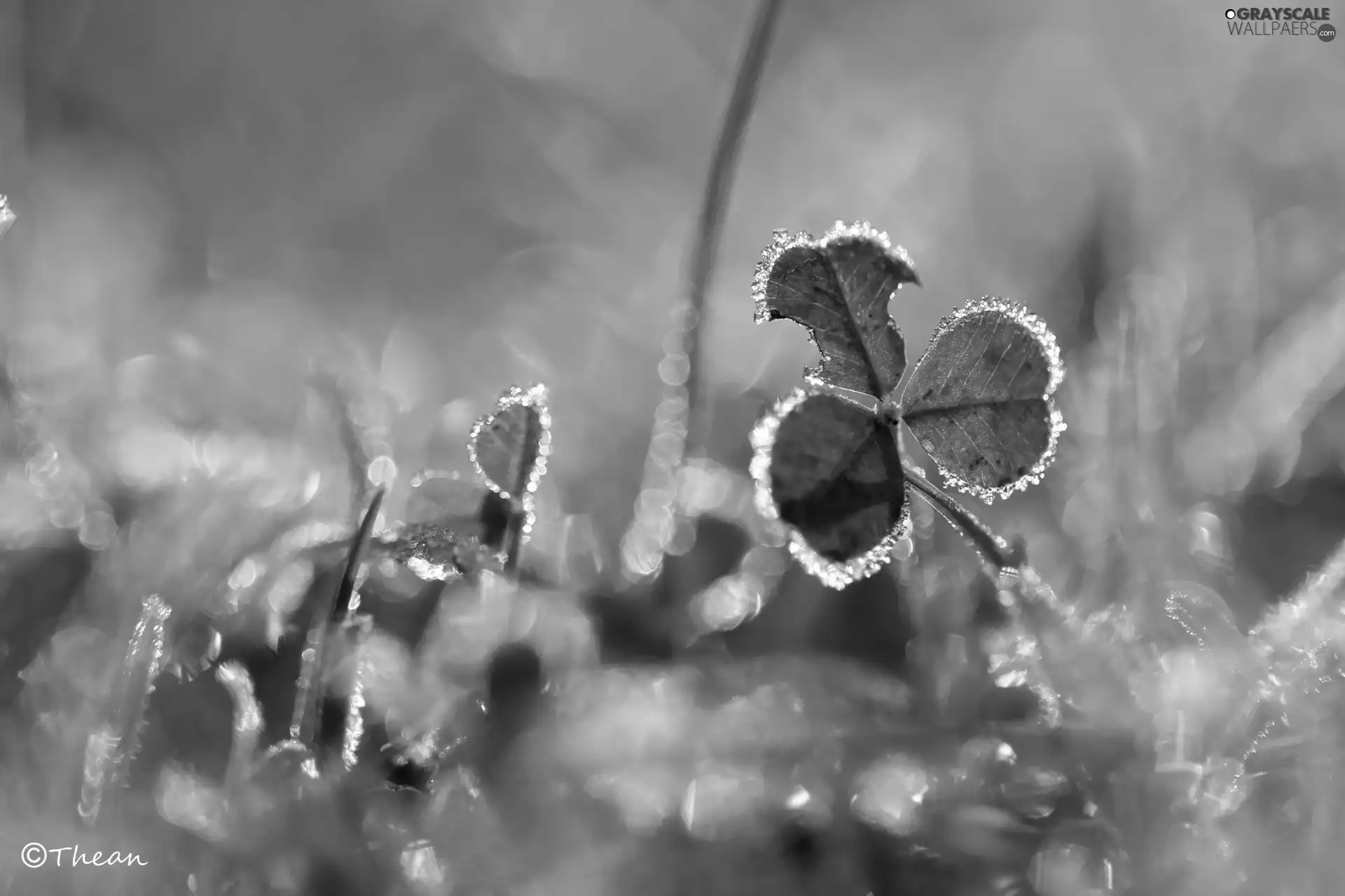 frozen, crystals, ice, trefoil