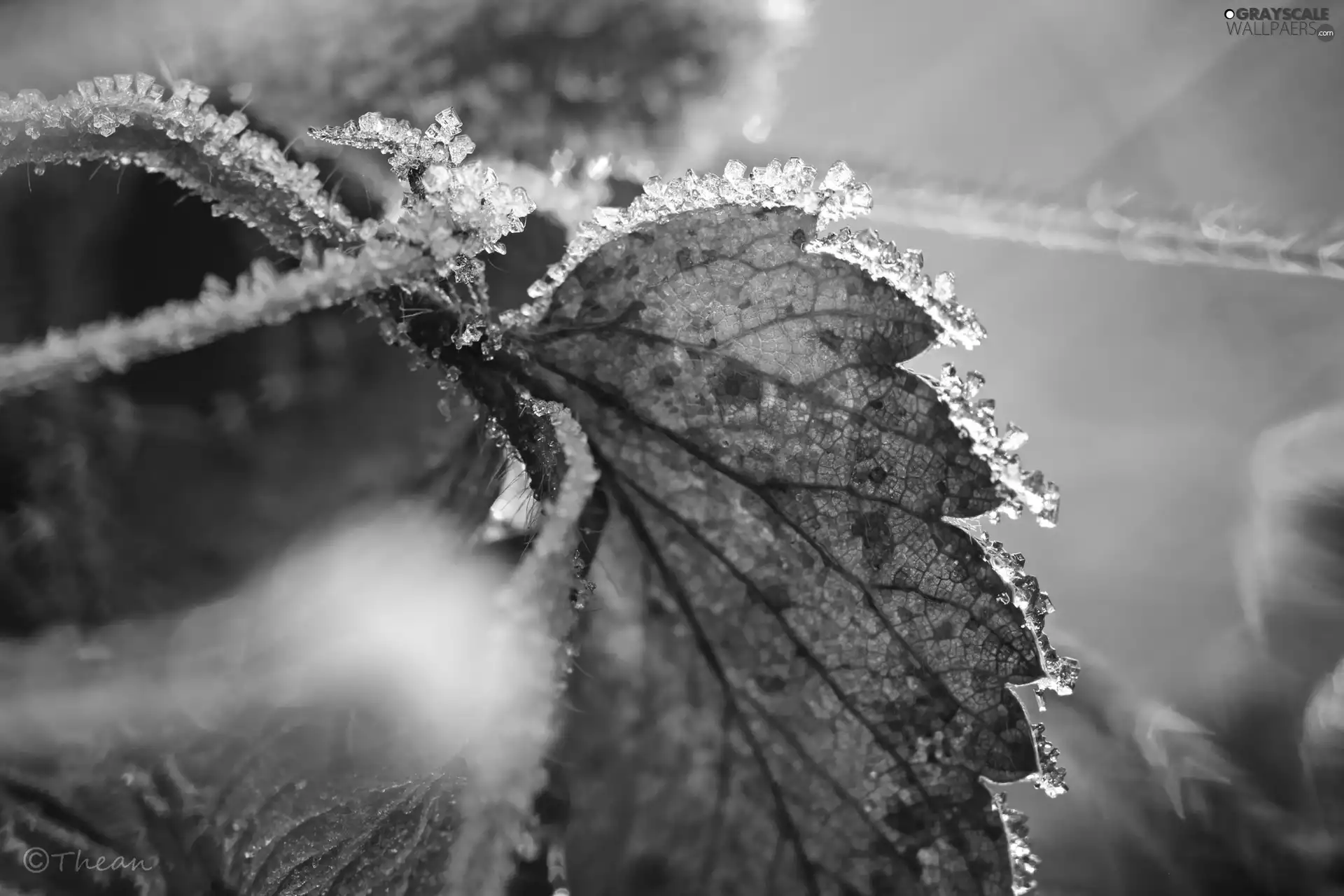 leaf, crystals, ice, hoarfrost