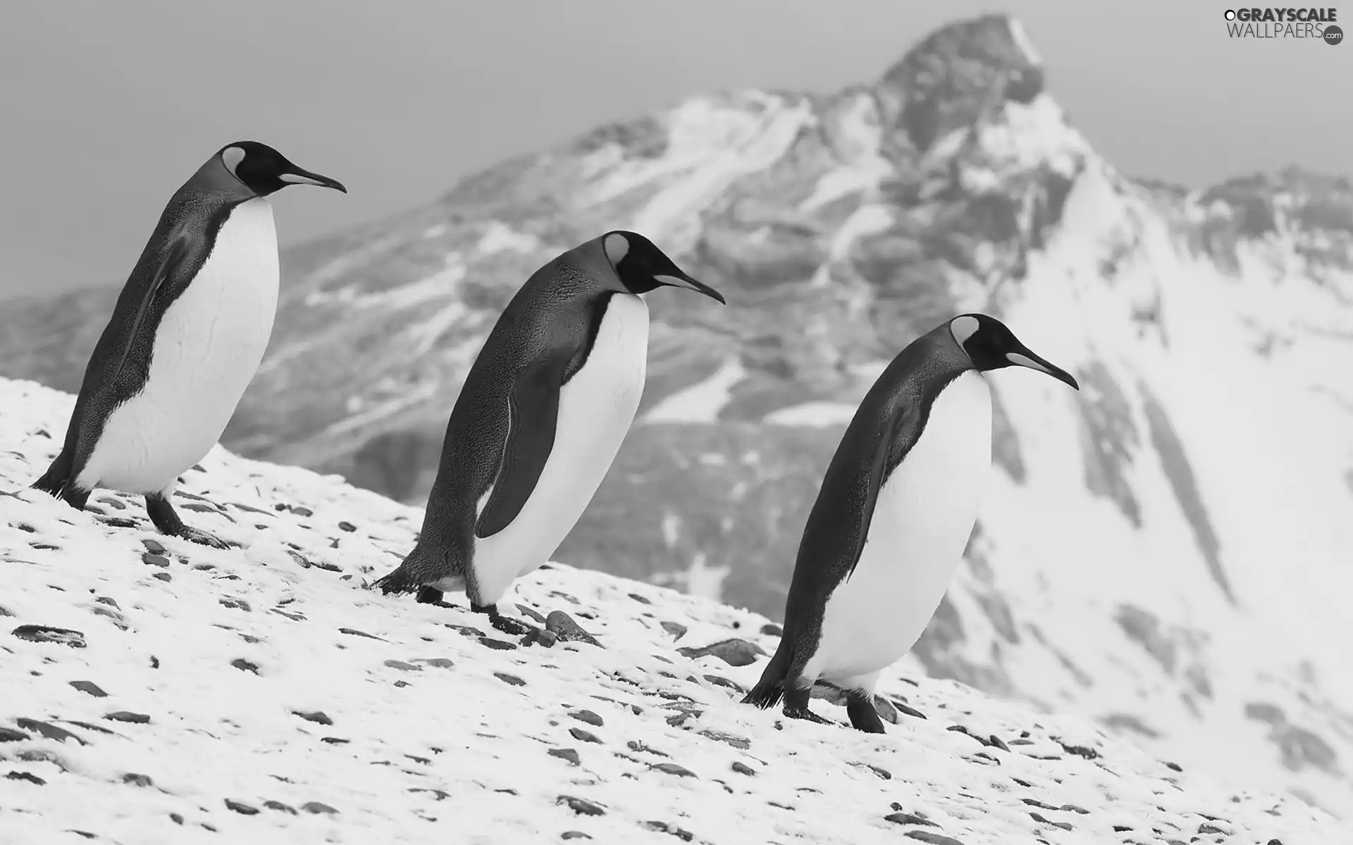 Ice, penguin, mountains