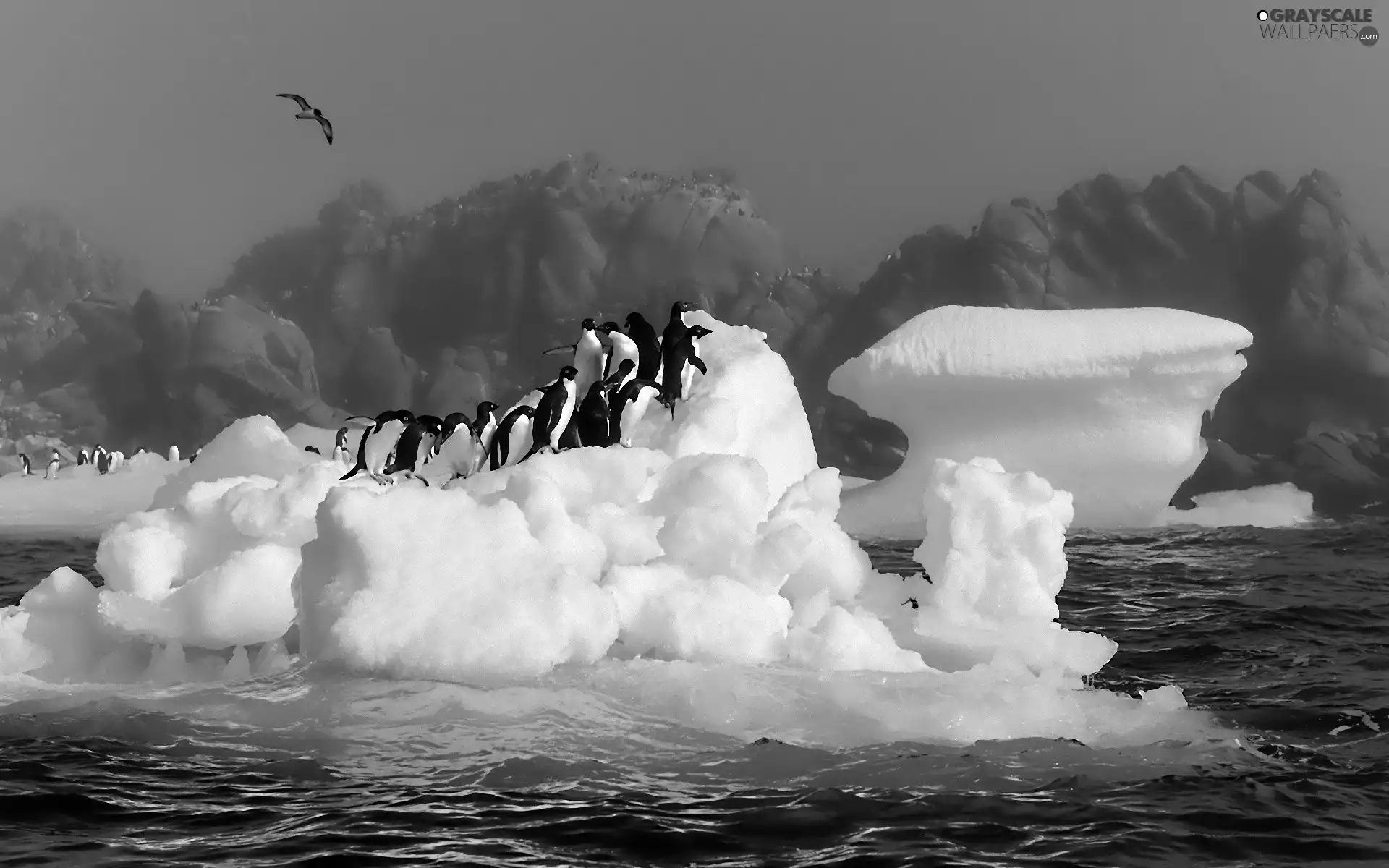 penguin, mountains, Ice, seagull