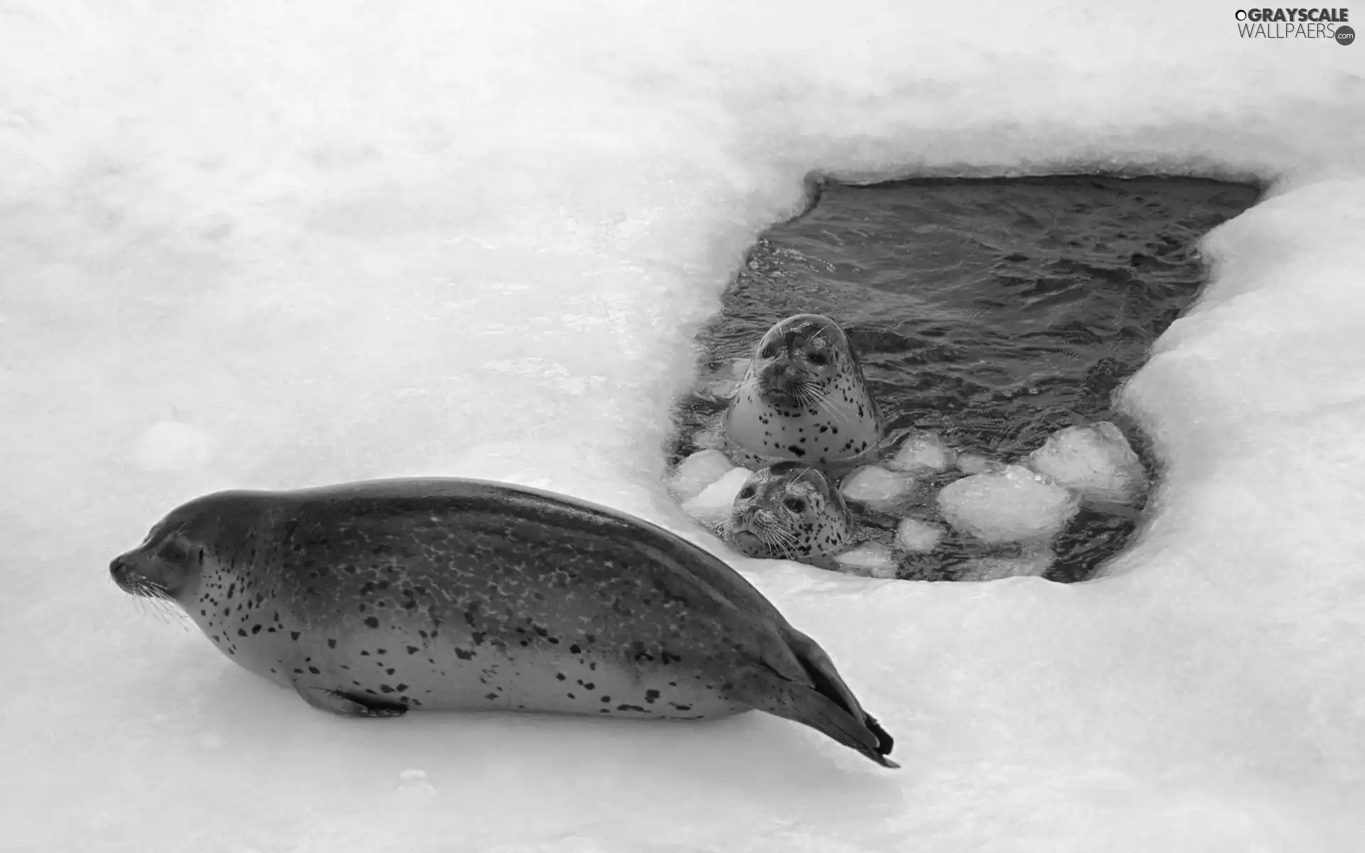 seals, floe, Ice, Grey