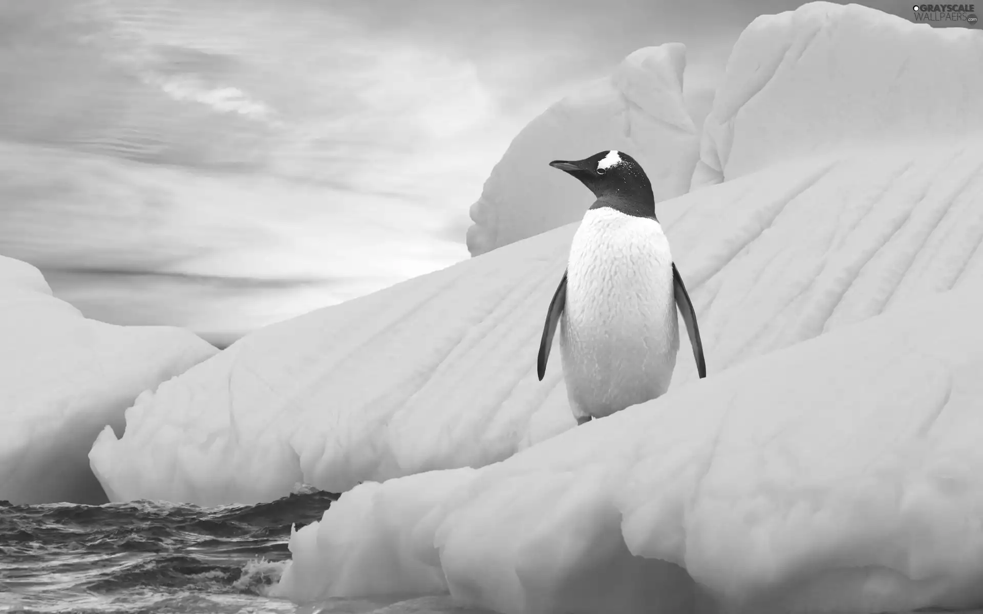 penguin, Iceberg