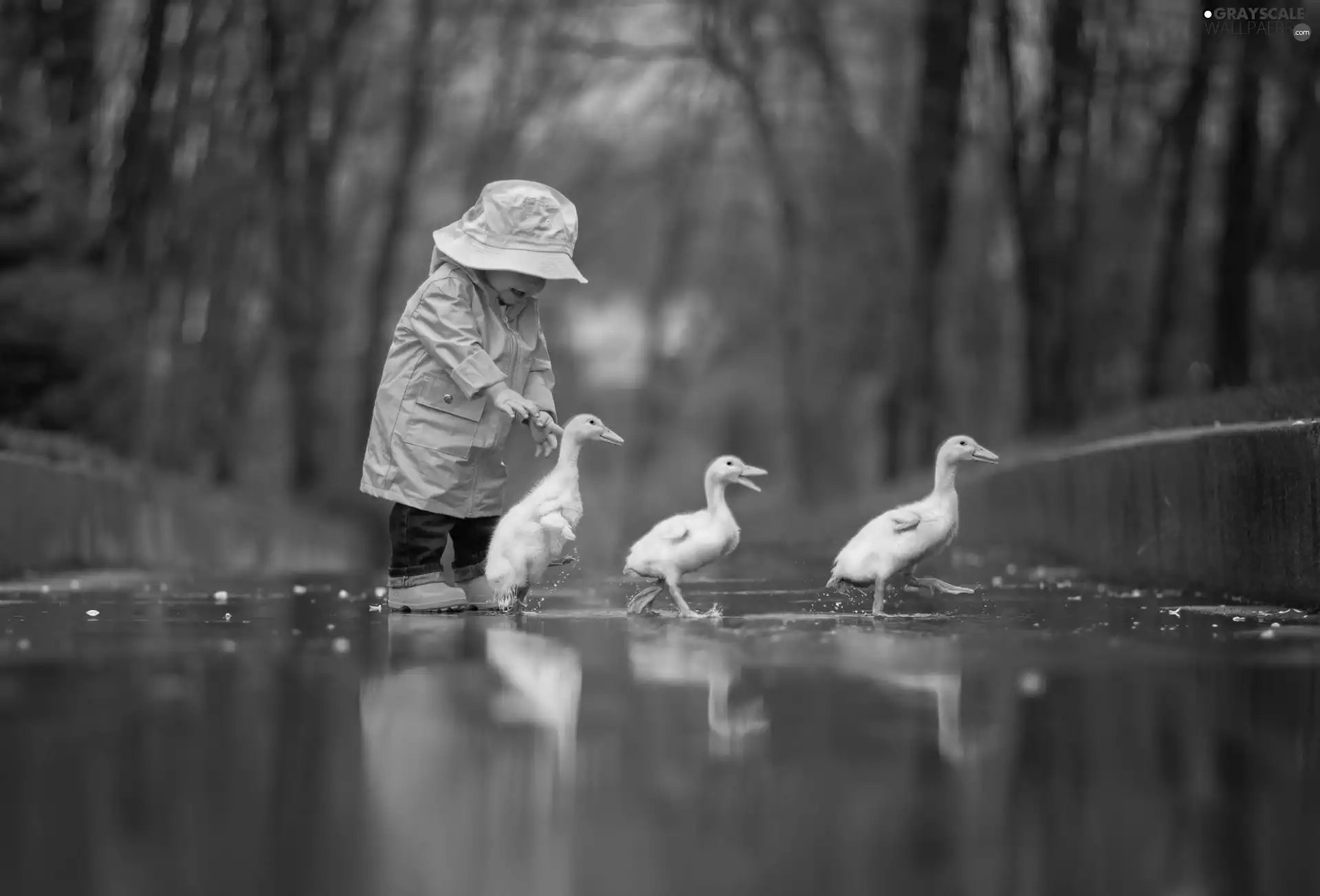 Icecream, Kid, ducks