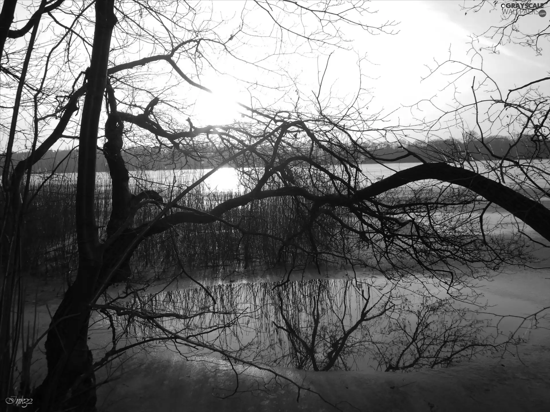 Icecream, reflection, viewes, branch pics, trees