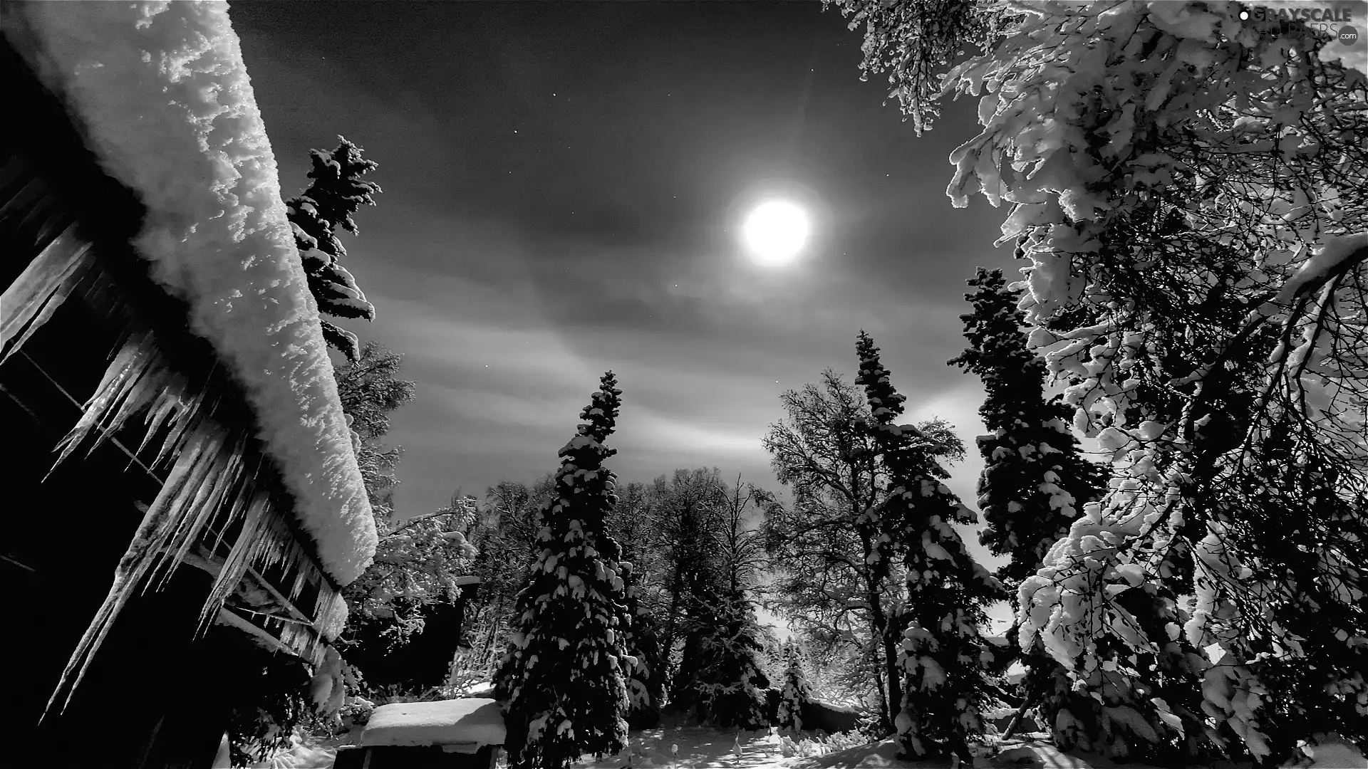 winter, viewes, icicle, trees