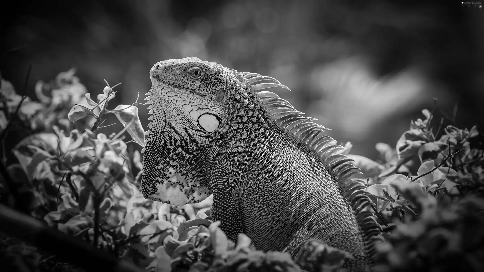 grass, lizard, Green Iguana