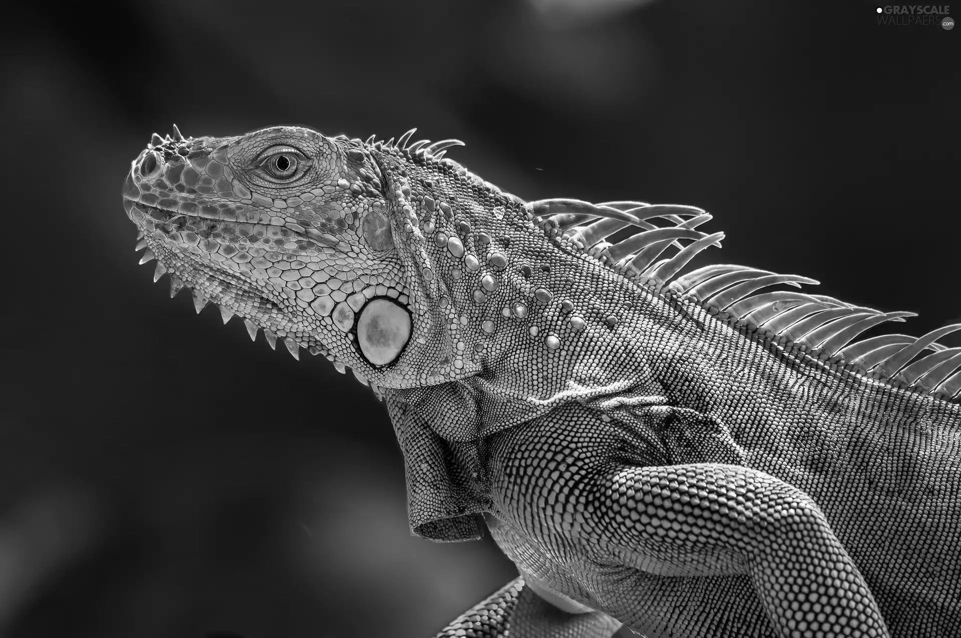 Green, Iguana