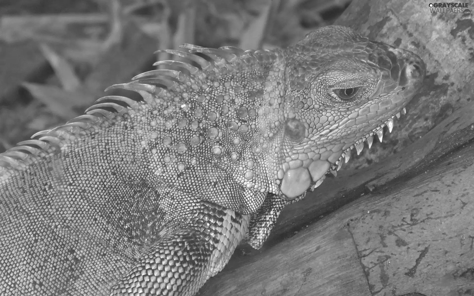 Green, Iguana