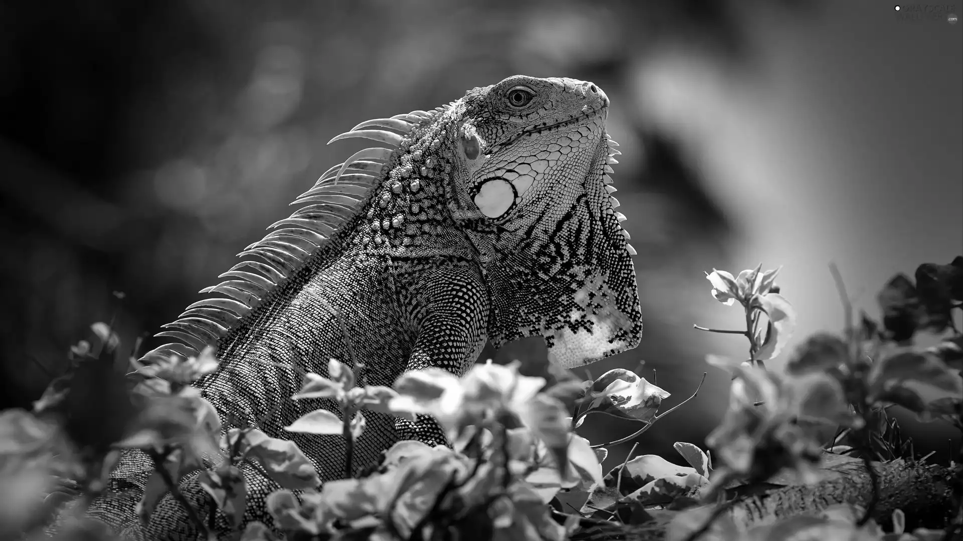 Green Iguana, lizard, Flowers, Iguana