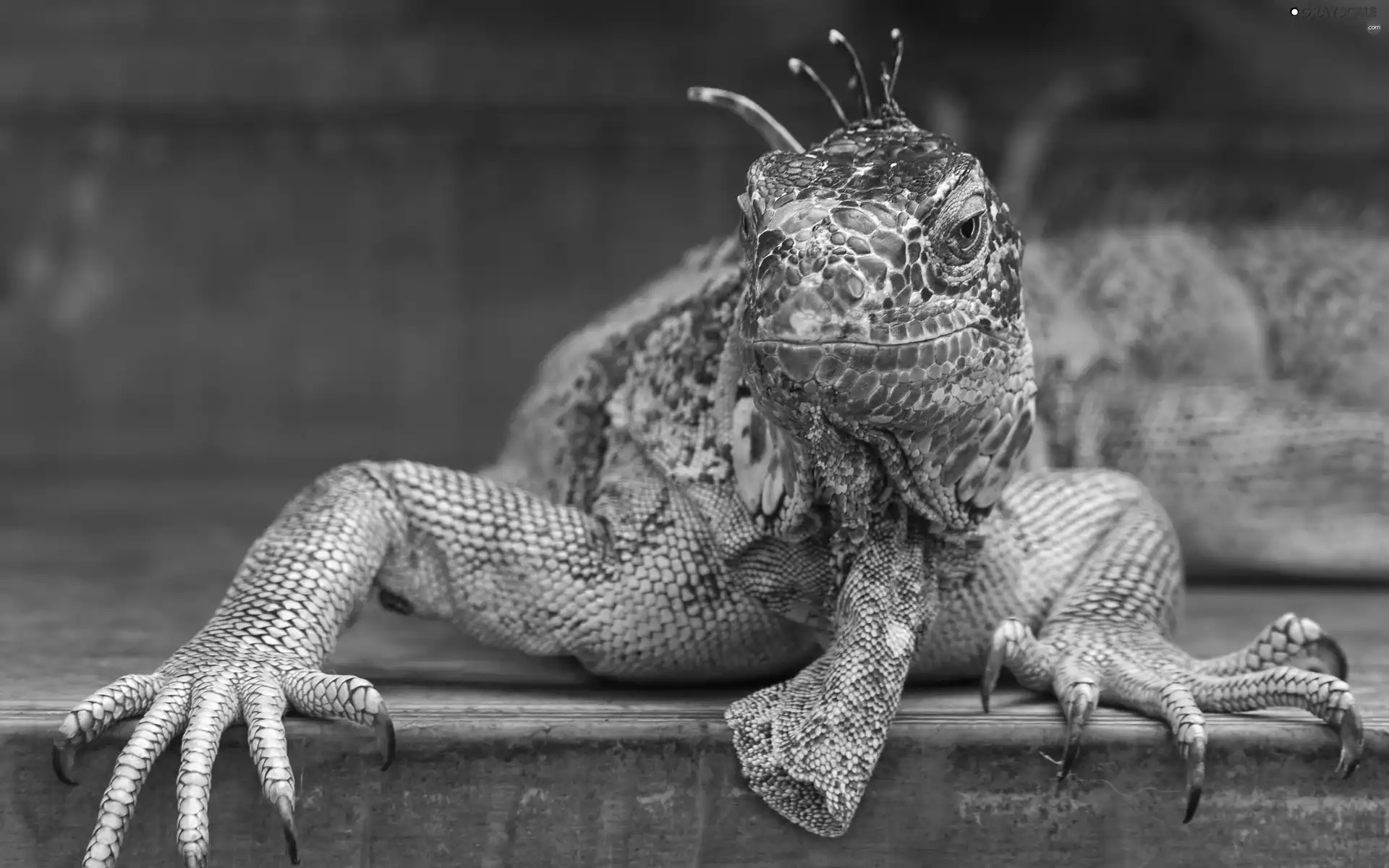 Iguana