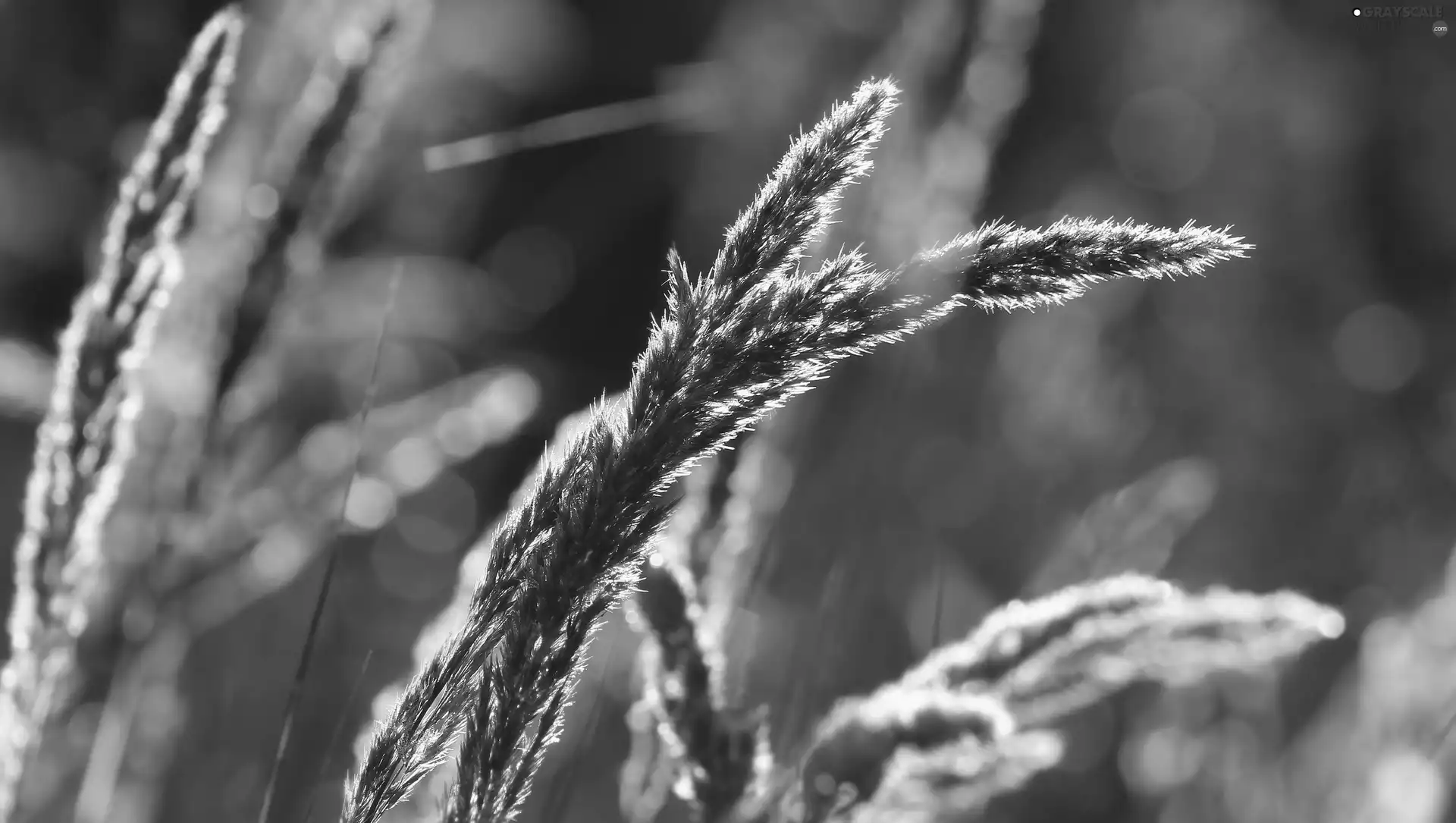 rapprochement, blurry background, illuminated, grass, blades