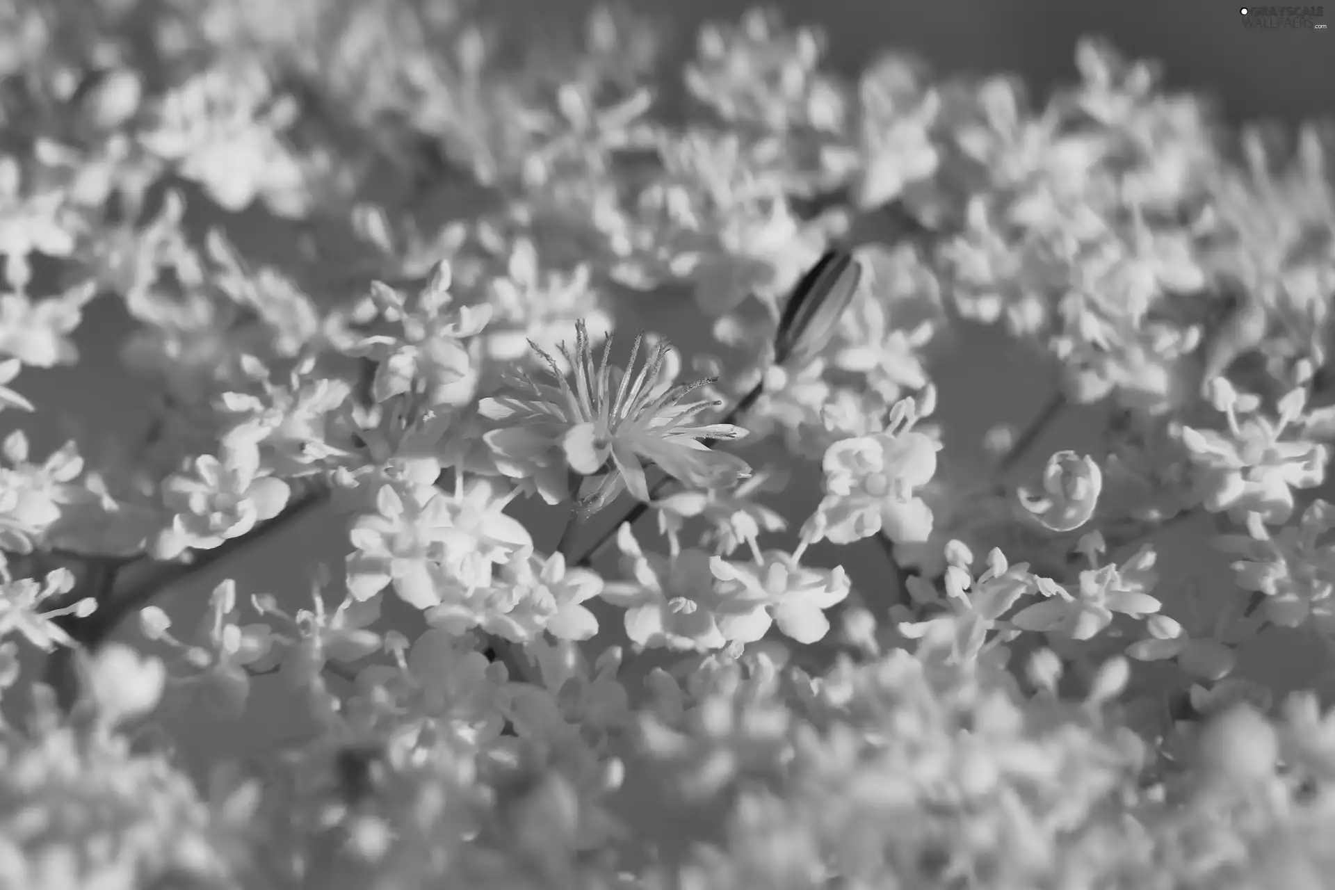 illuminated, Flowers