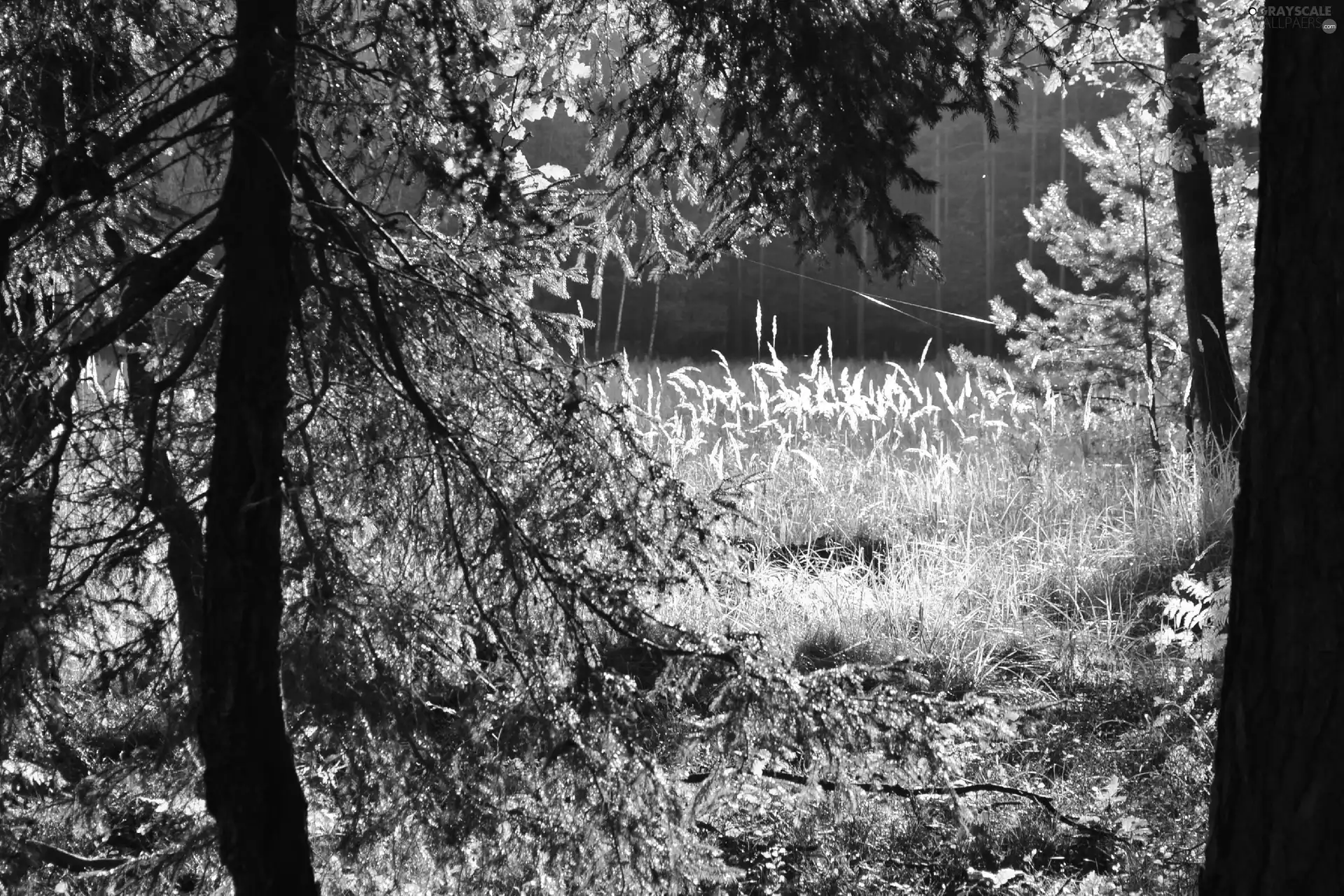 car in the meadow, forest, thread, spider, grass, illuminated