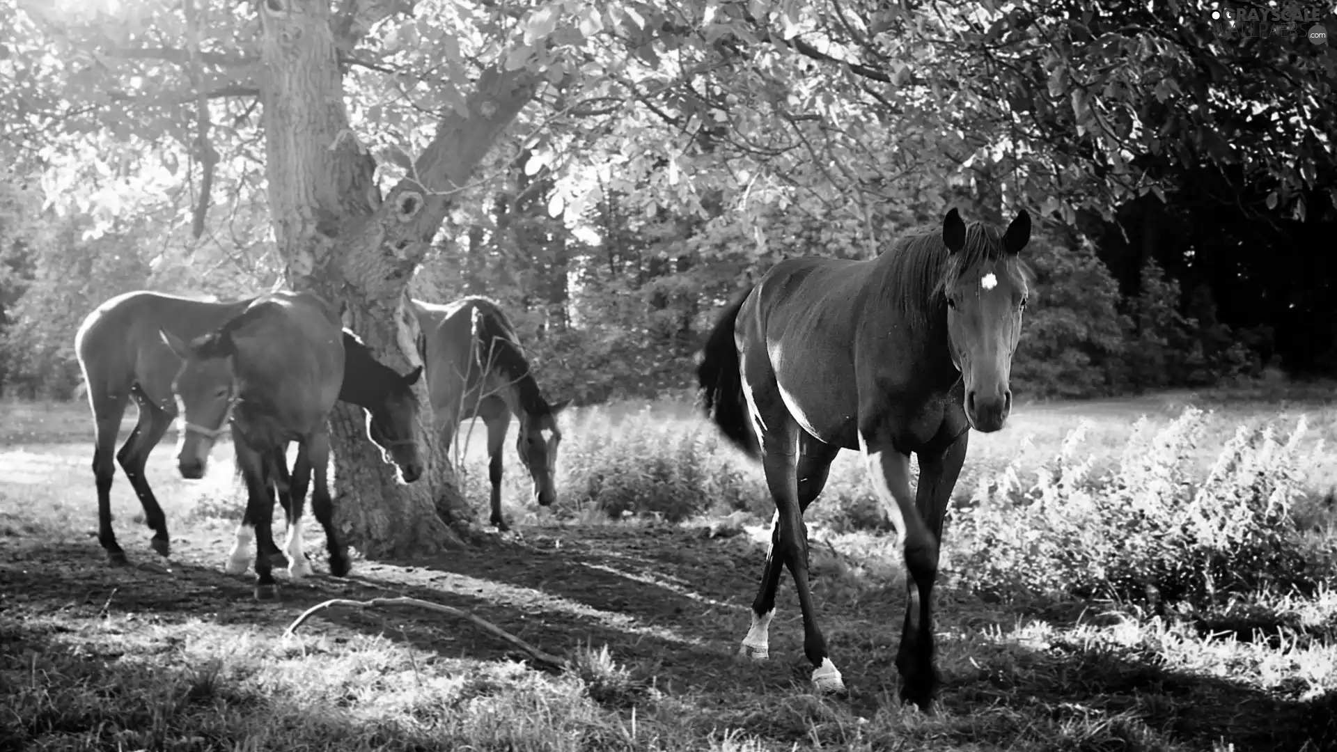 four, trees, car in the meadow, bloodstock