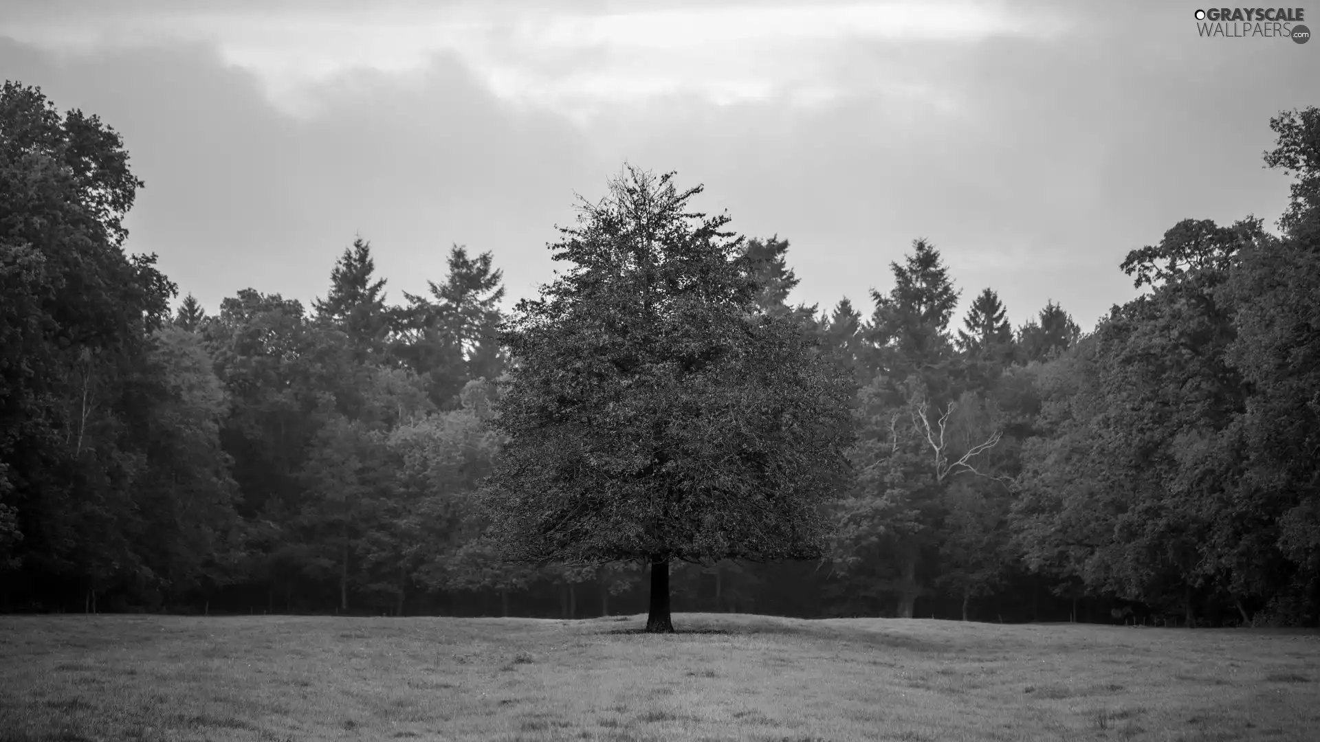 forest, trees, car in the meadow