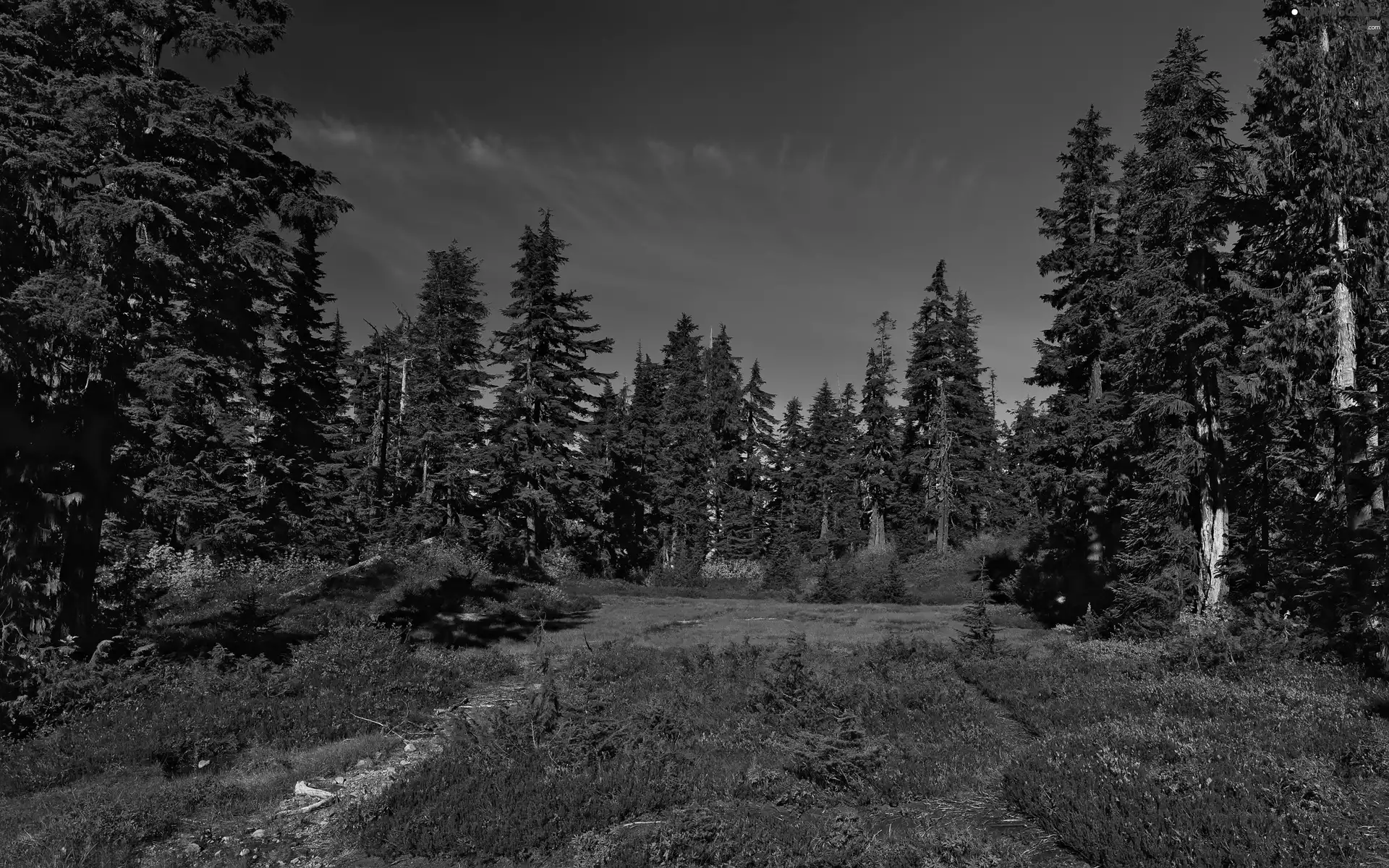 car in the meadow, Sky, trees, viewes, forest