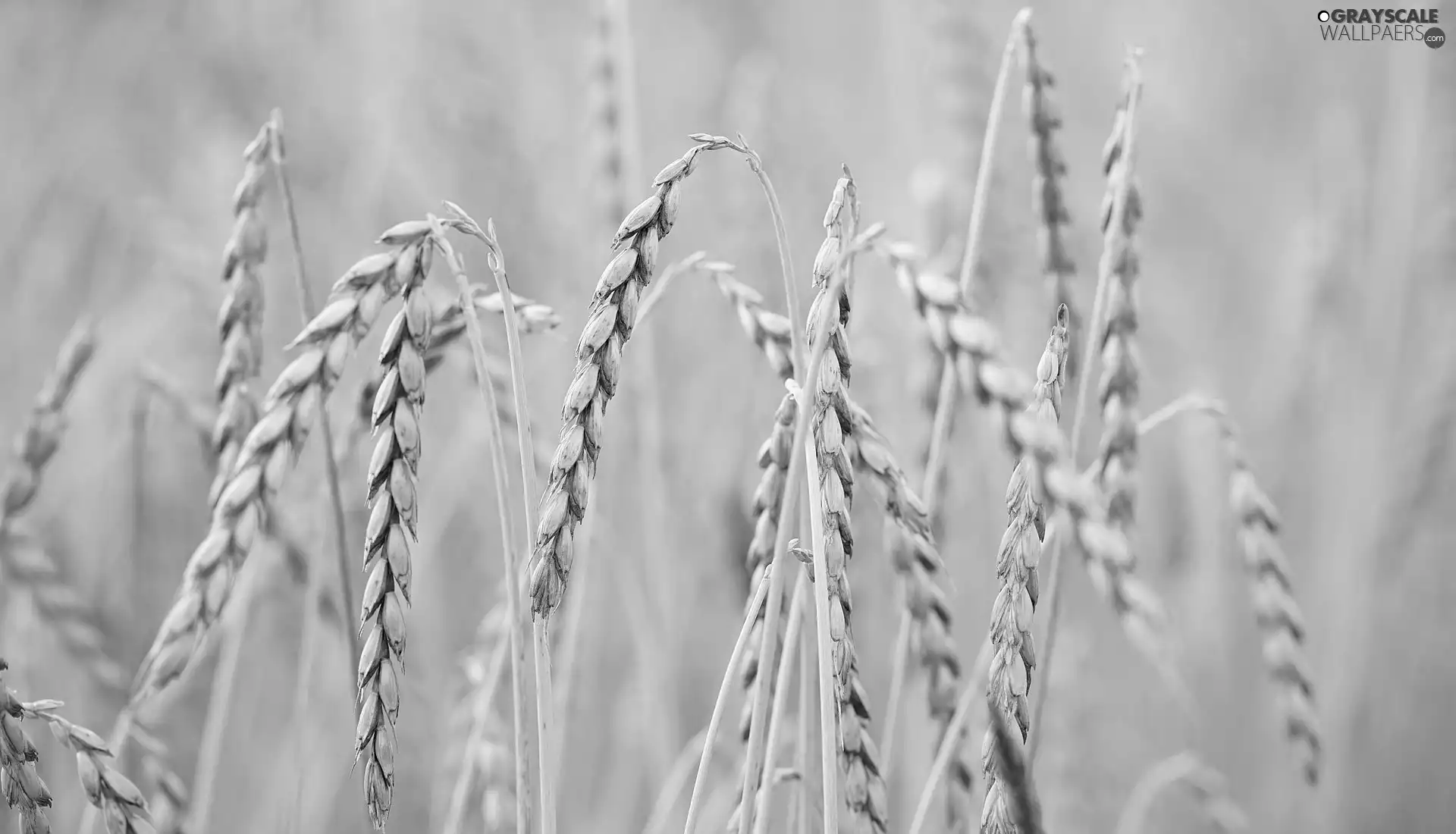 corn, Ears, rapprochement, inclined