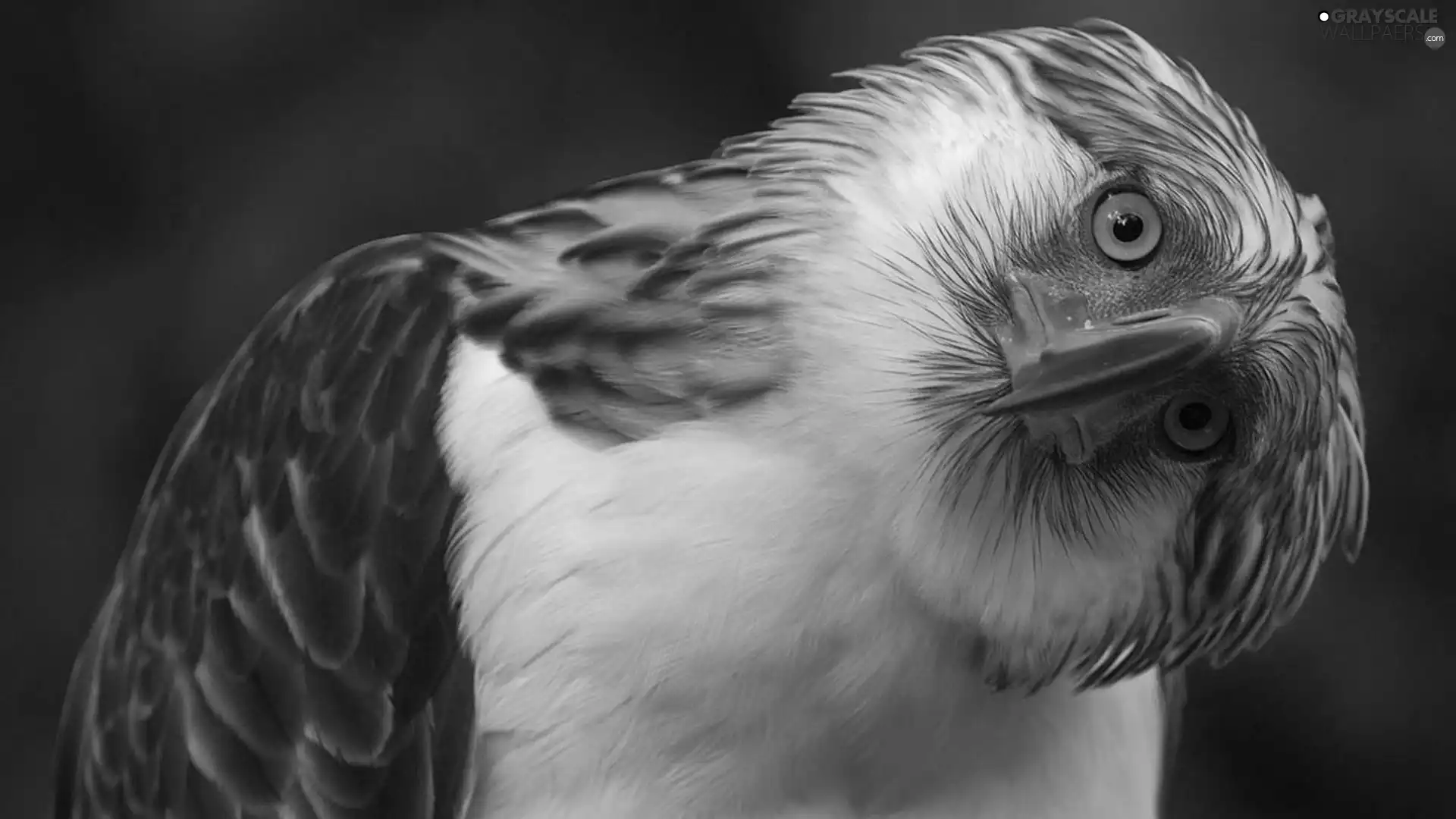 inclined, Head, Eyes, nose, buzzard