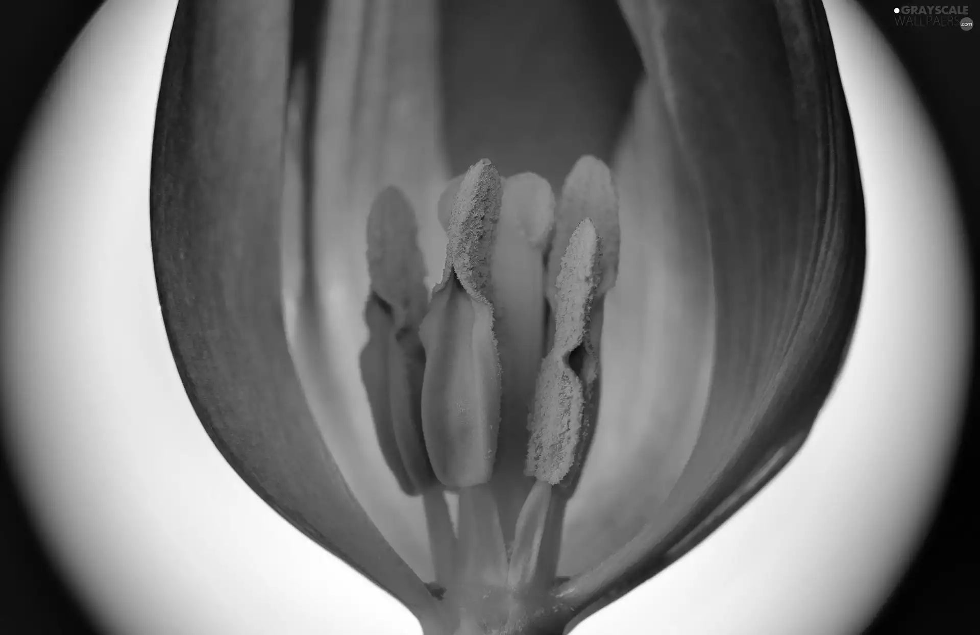 increase, Violet, tulip