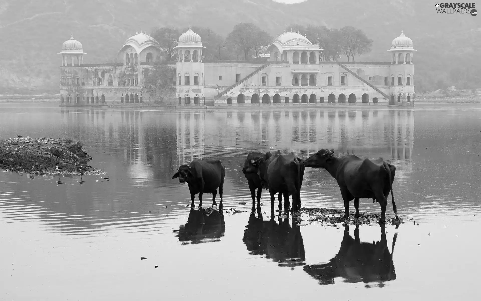 Cows, palace, india, birds