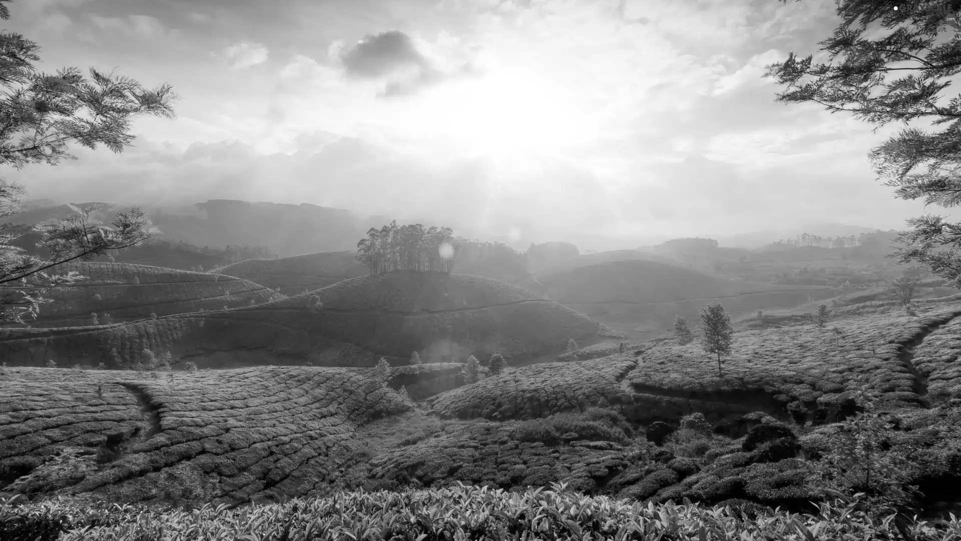 plantation, Munnar, india, tea