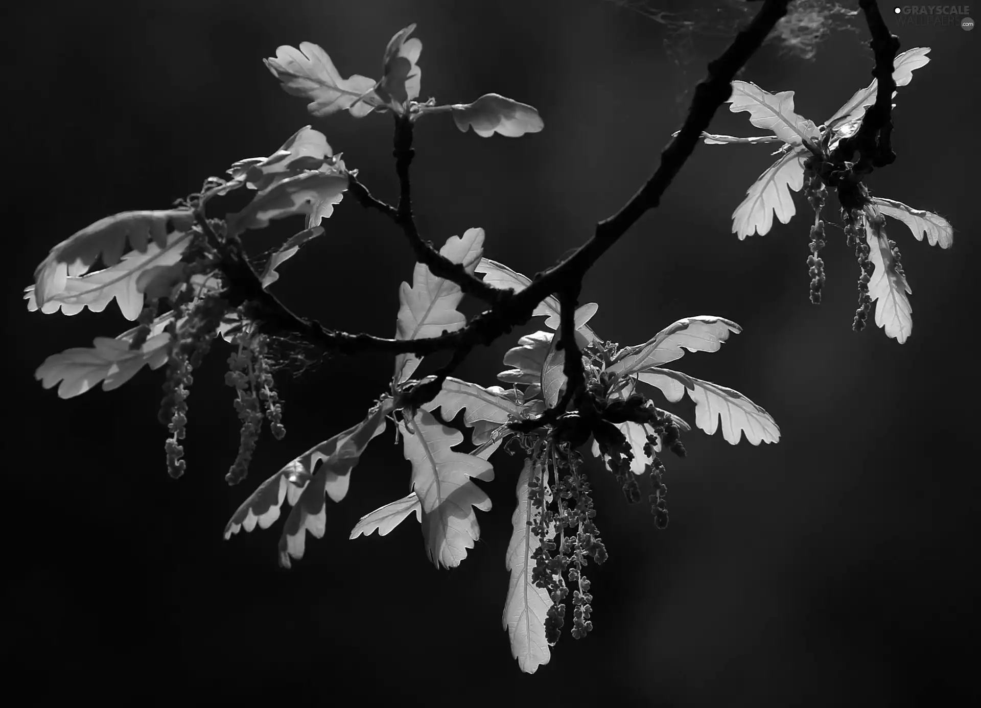 inflorescence, twig, Leaf