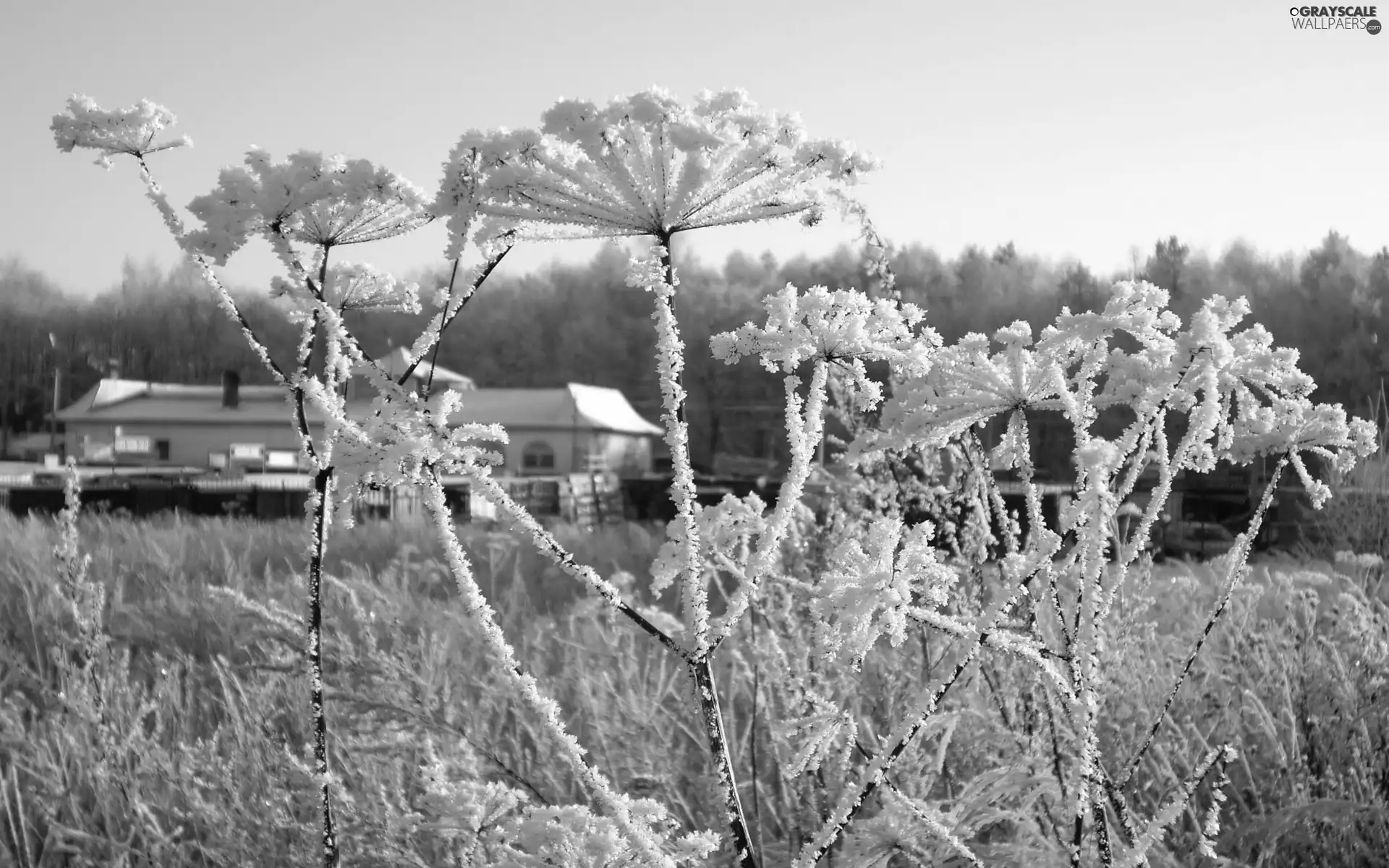 frozen, stalk, inflorescences, plant