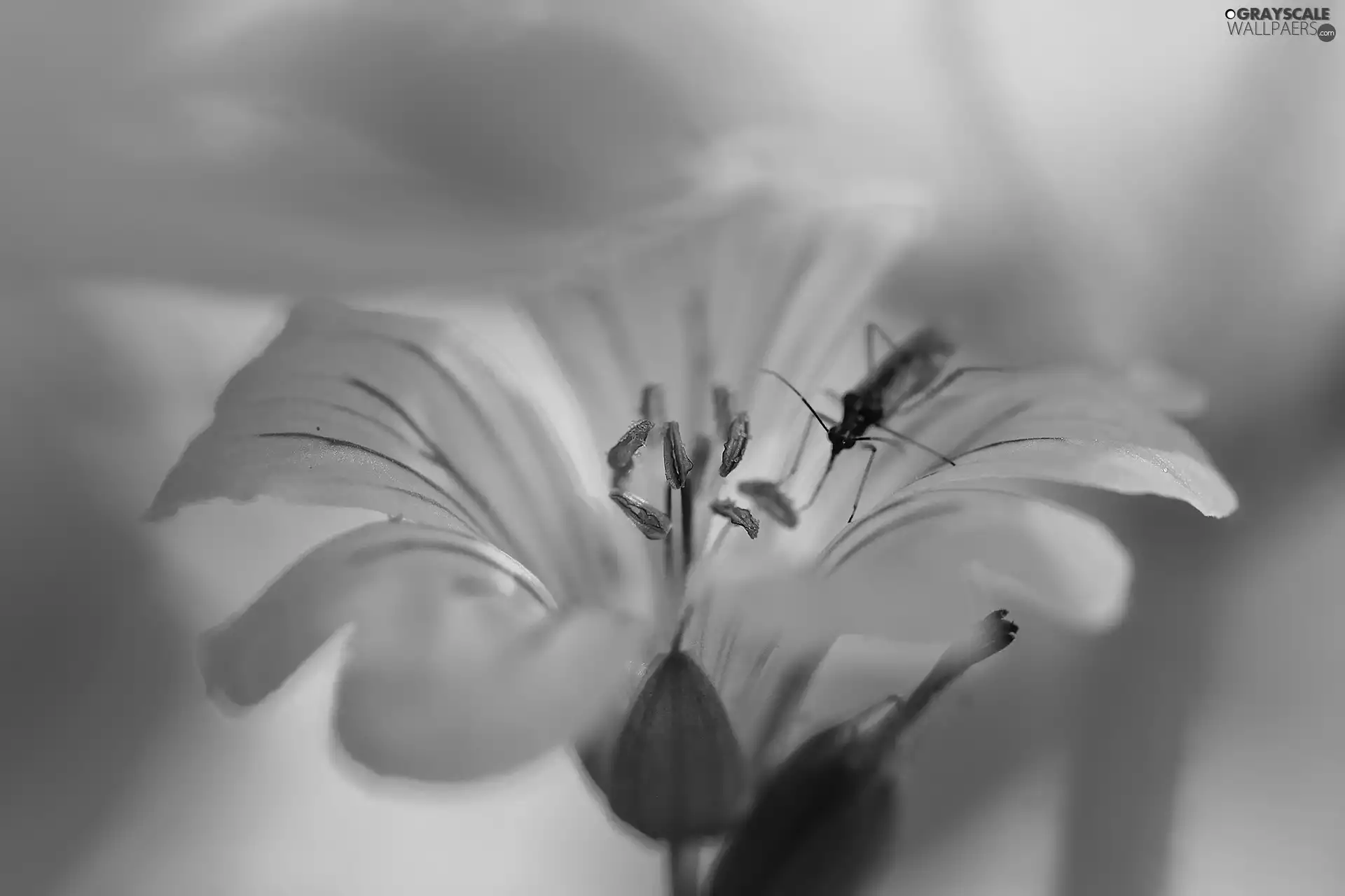 Insect, Black, Violet, Colourfull Flowers, geranium