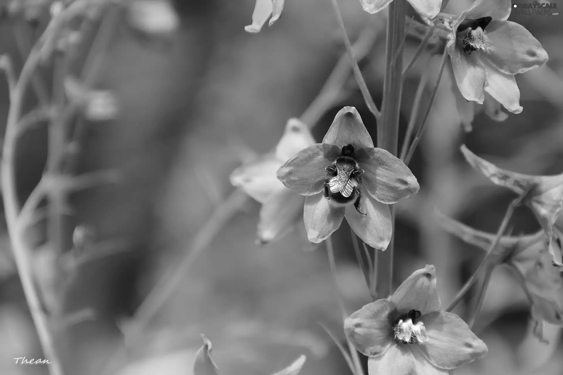 Blue, dumbledor, Insect, Flowers