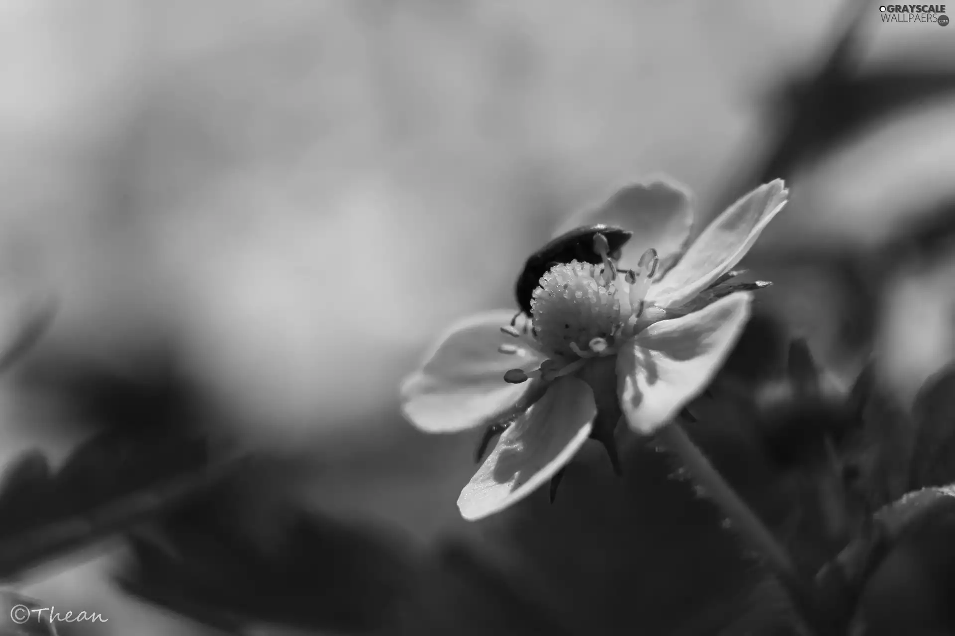 White, strawberries, Insect, Colourfull Flowers