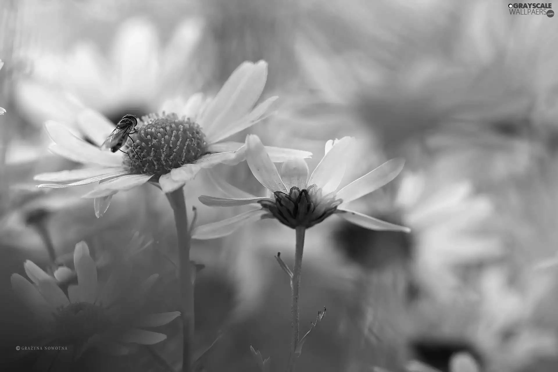 daisy, Flowers, Insect, White