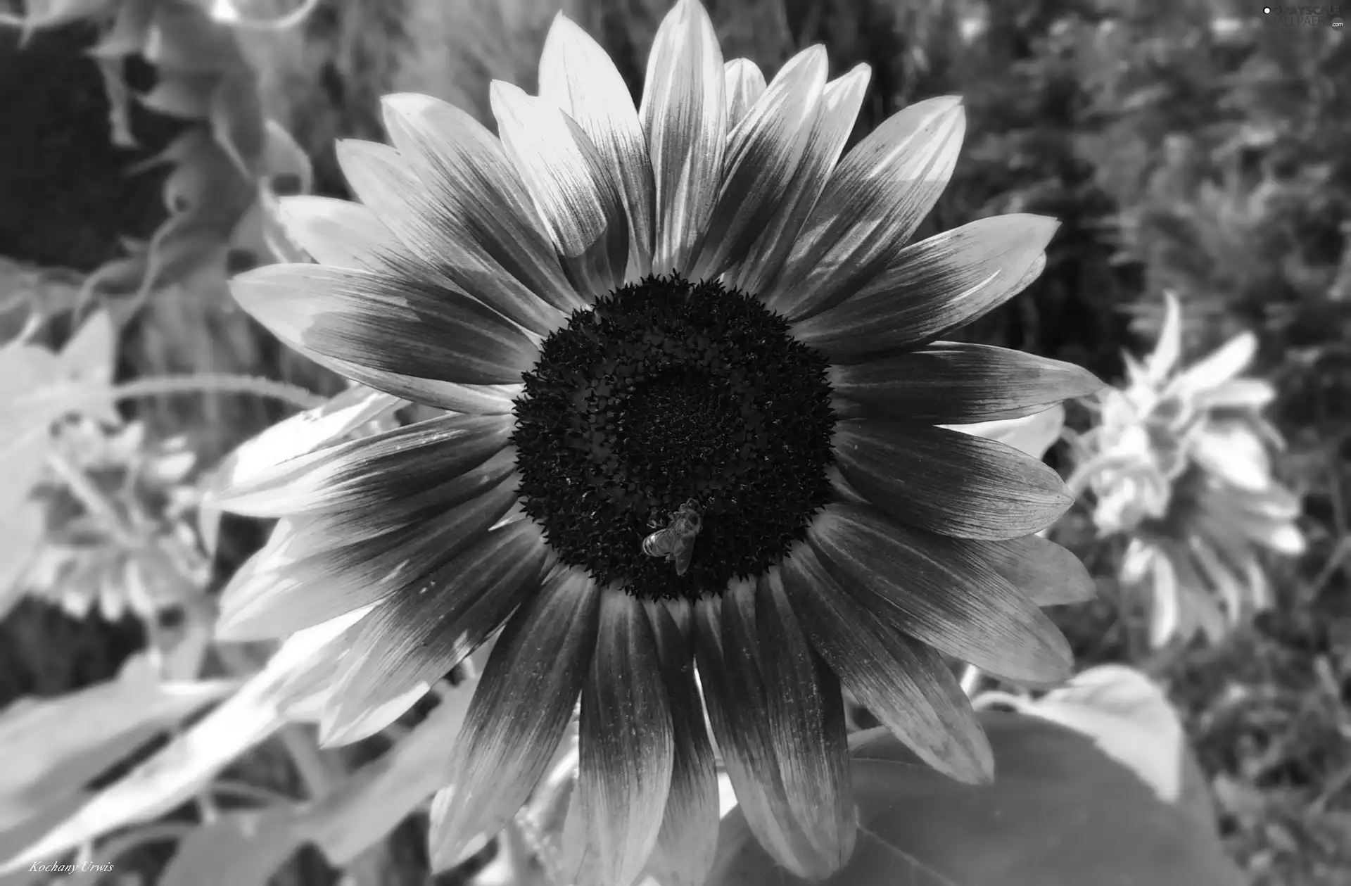 Insect, Sunflower, decorated
