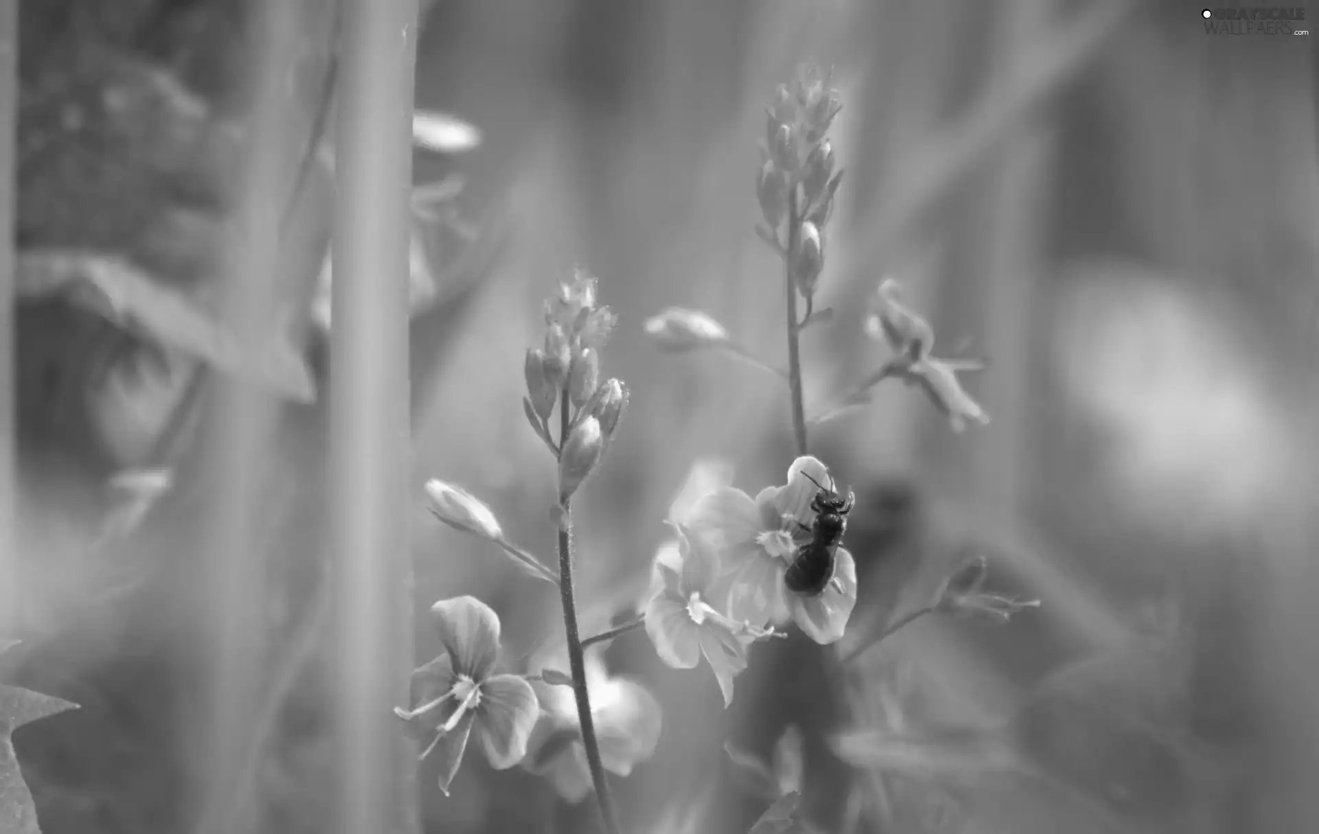 Insect, Blue, Flowers