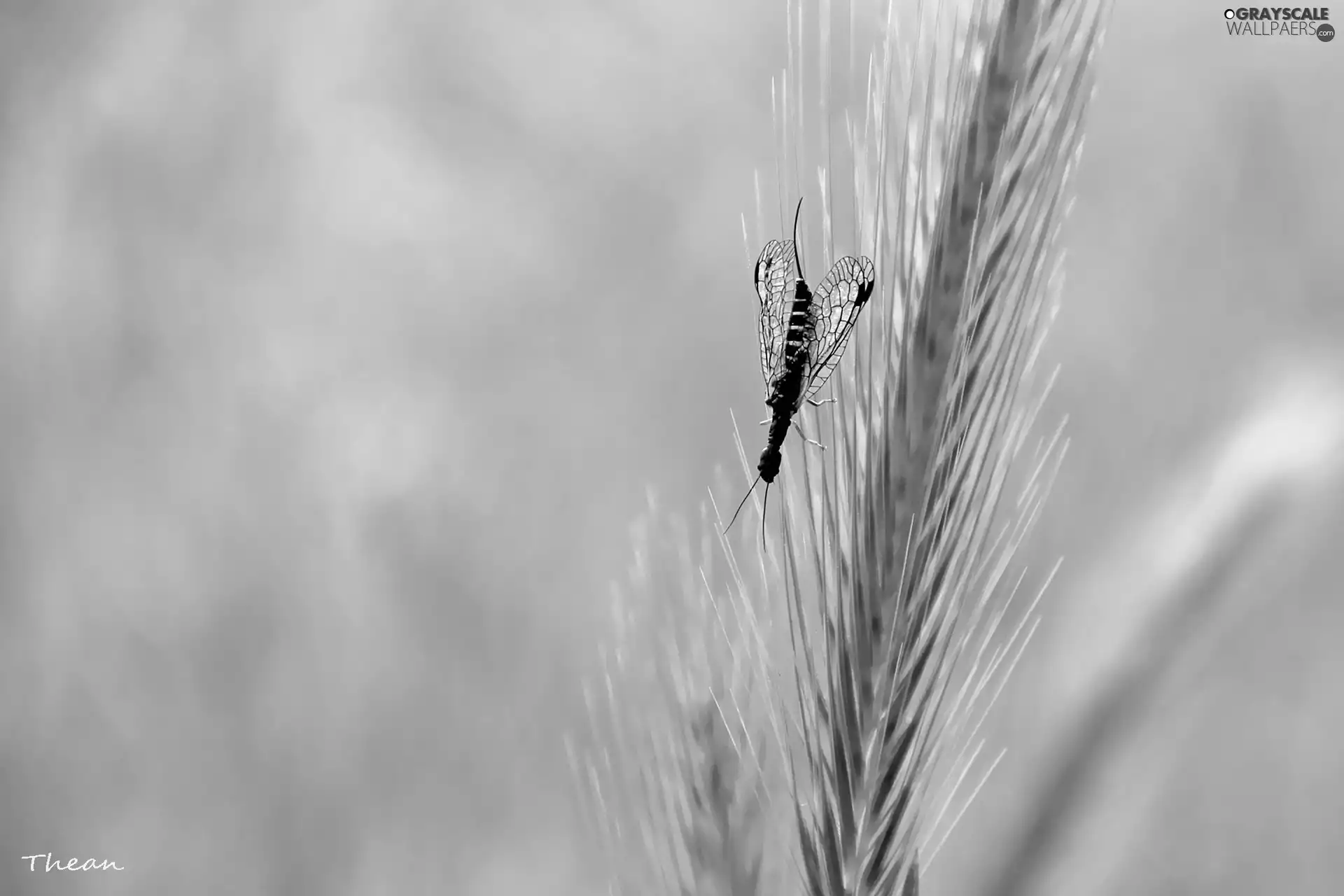 grass, Insect