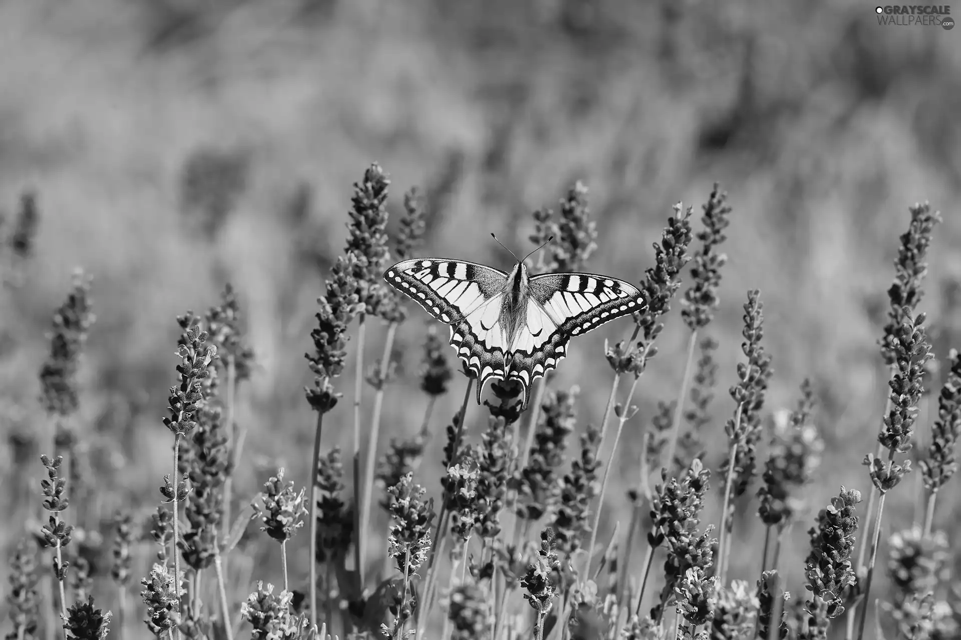 butterfly, Insect, lavender, Oct Queen