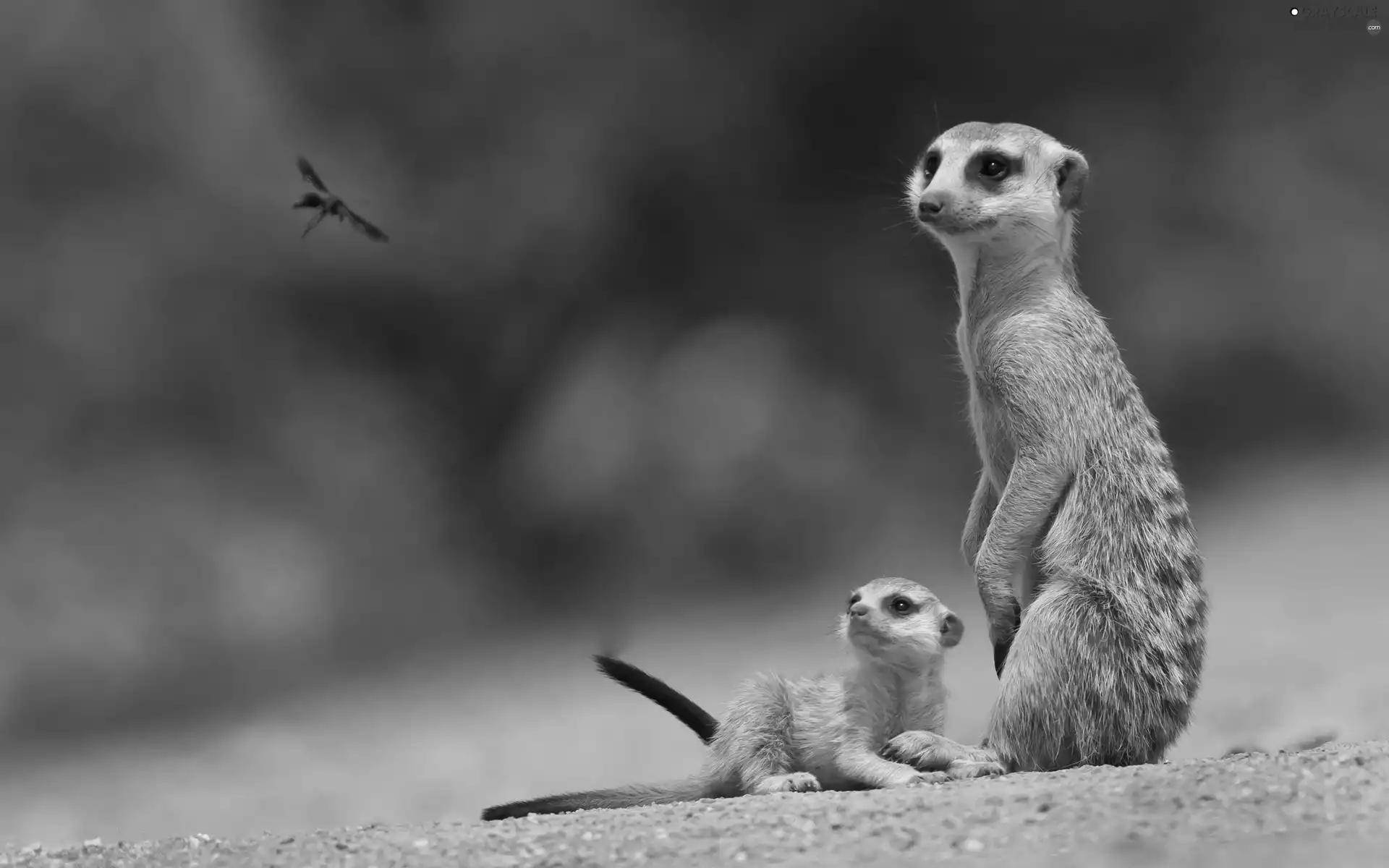 Meerkats, Insect
