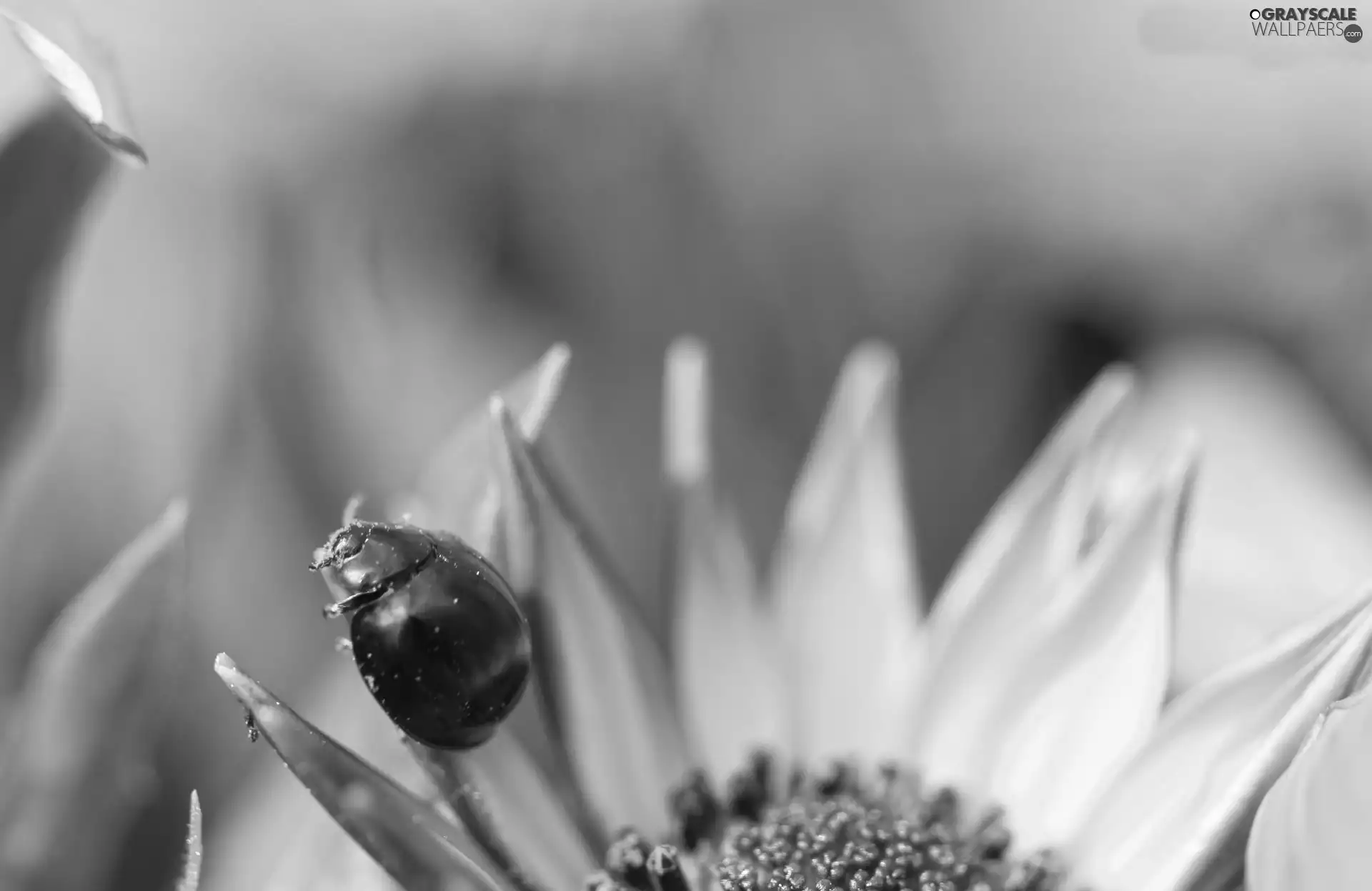 Sunflower, Insect