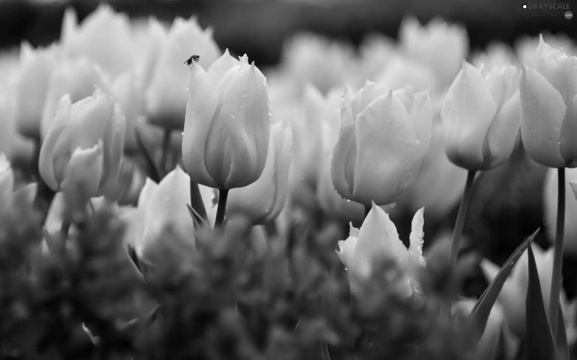 Insect, Yellow, Tulips