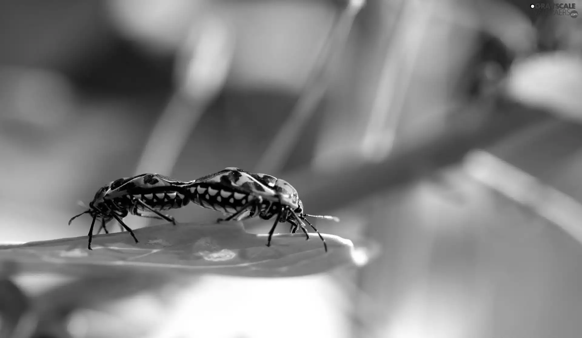 Leaf, Two cars, insects